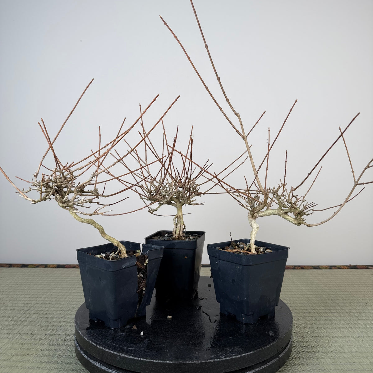Premna japonica (boutures racinées)