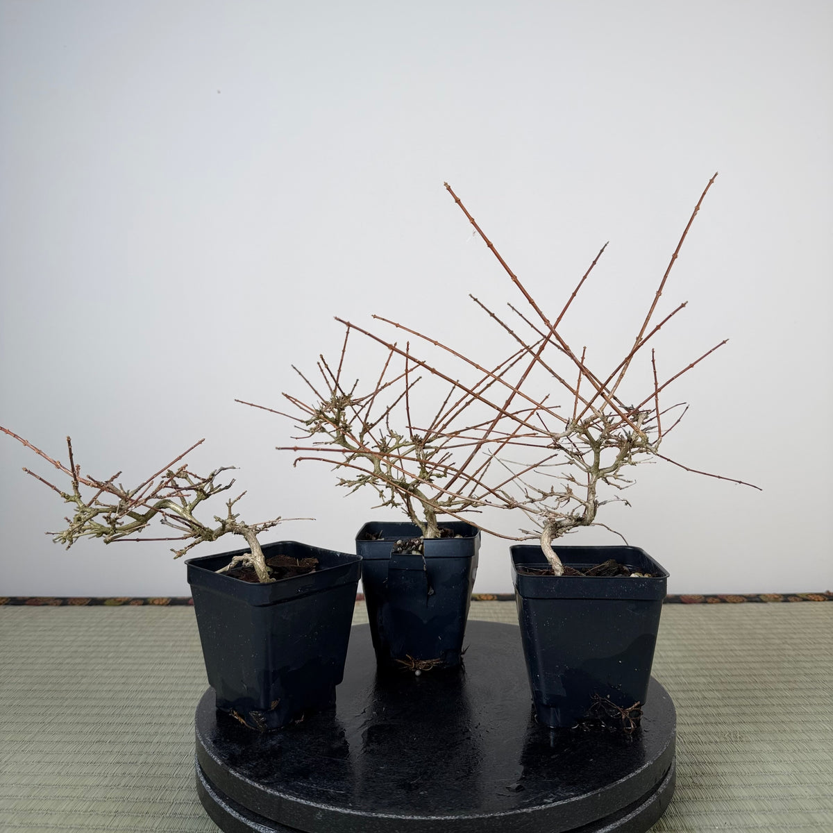 Premna japonica (boutures racinées)