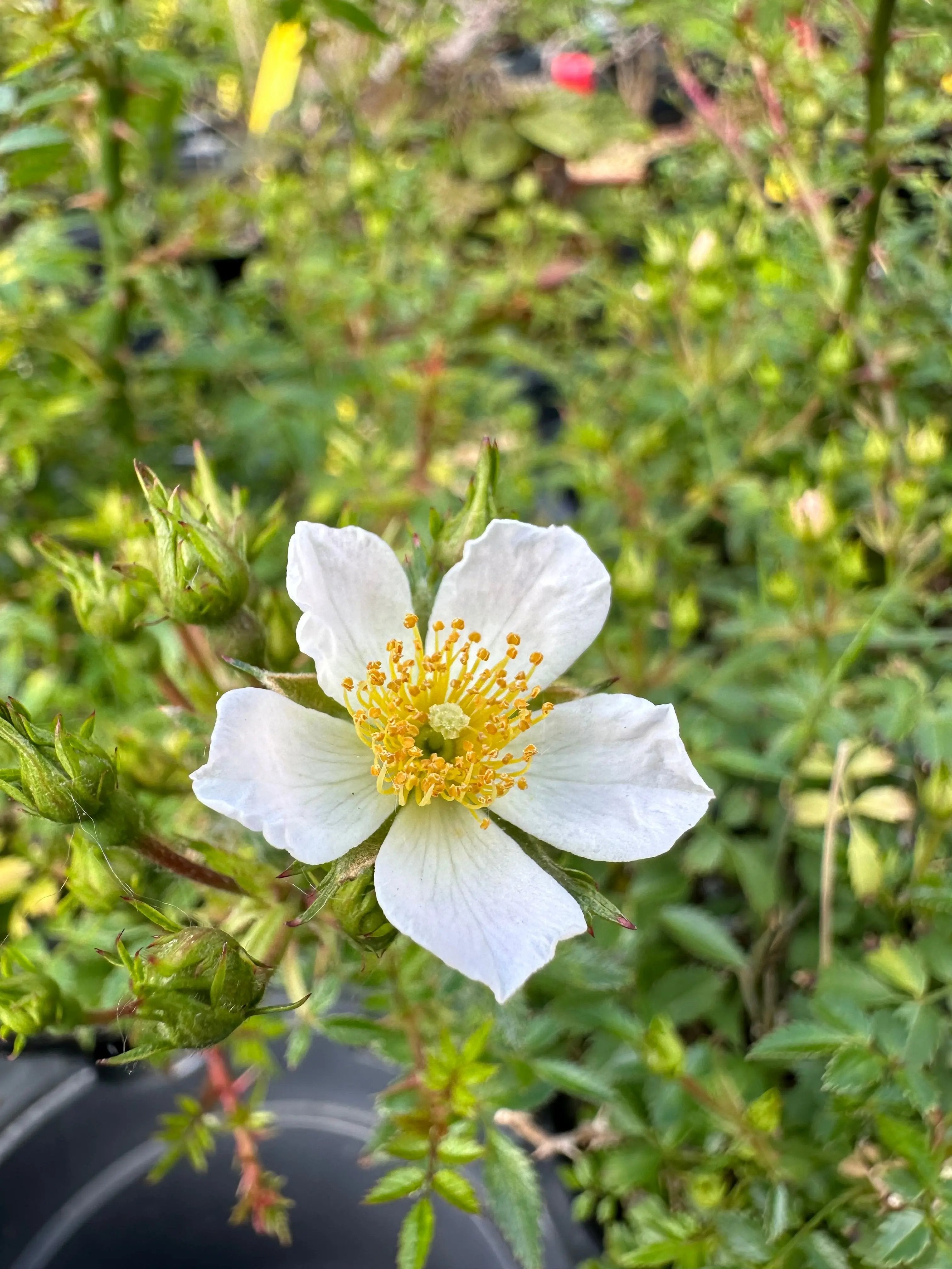 Rosa #1 Canada Bonsai