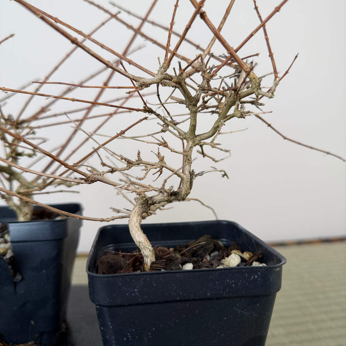 Premna japonica (boutures racinées)