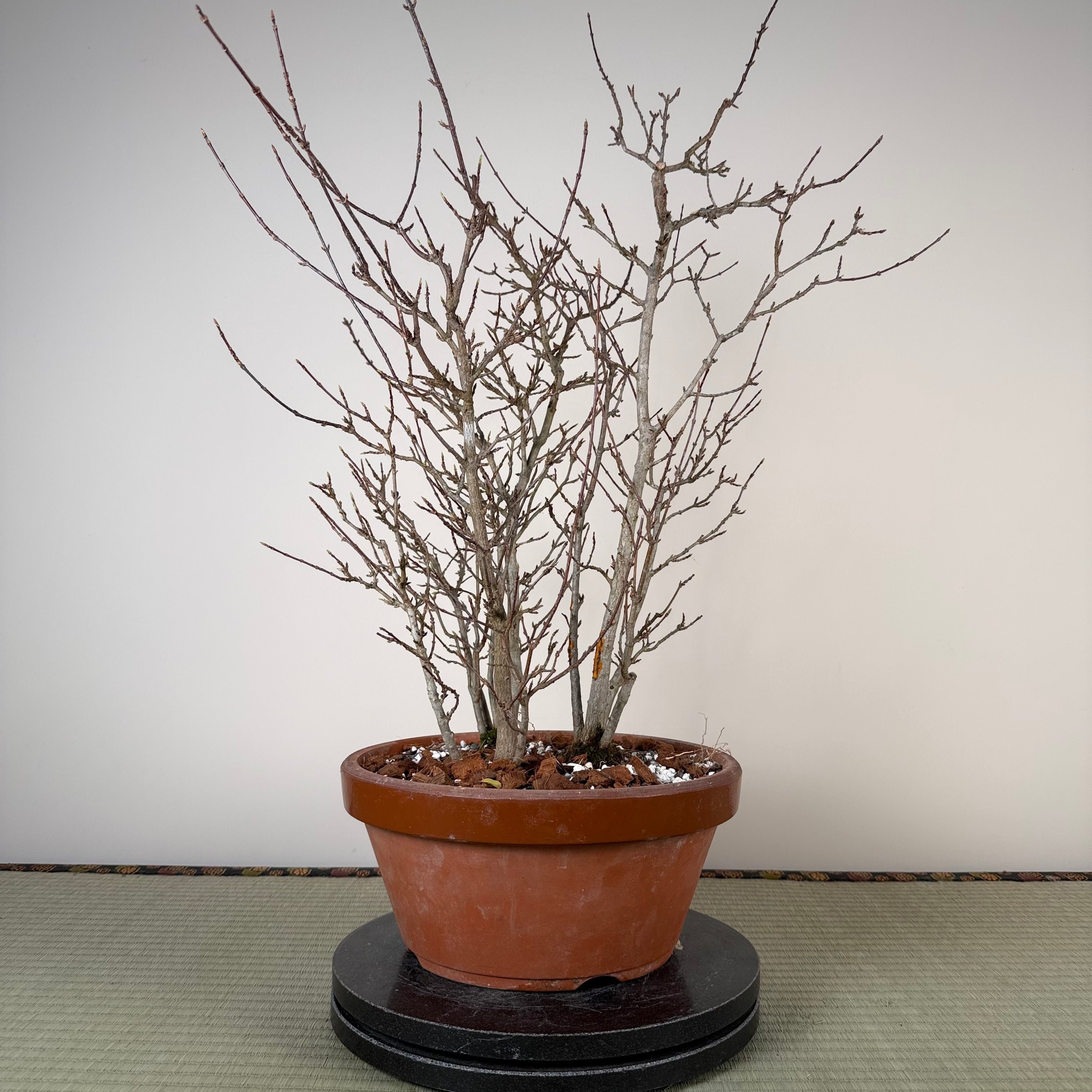 Acer buergerianum 'Fuyo-en' (Clump)