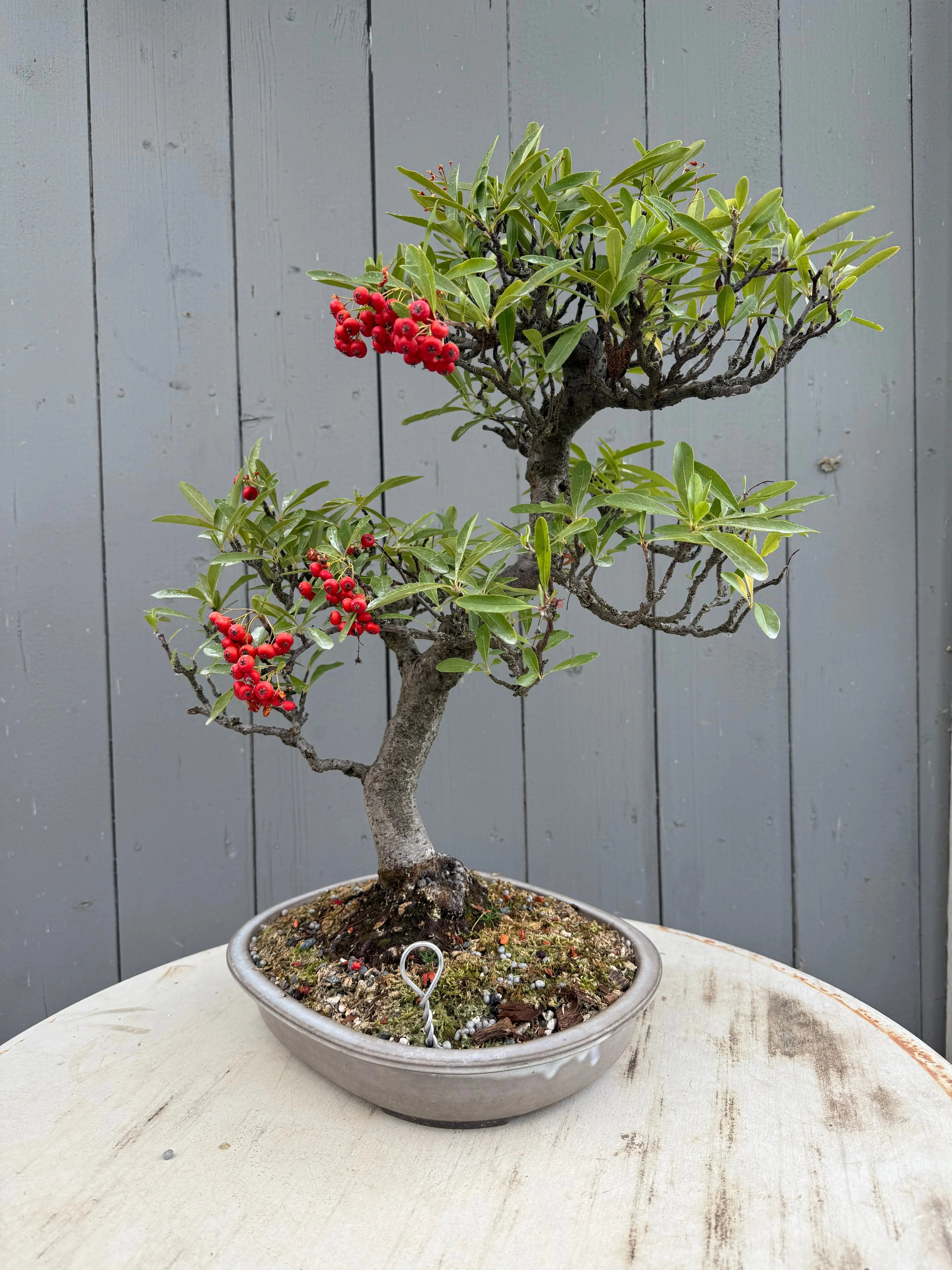Pyracantha angustifolia Canada Bonsai