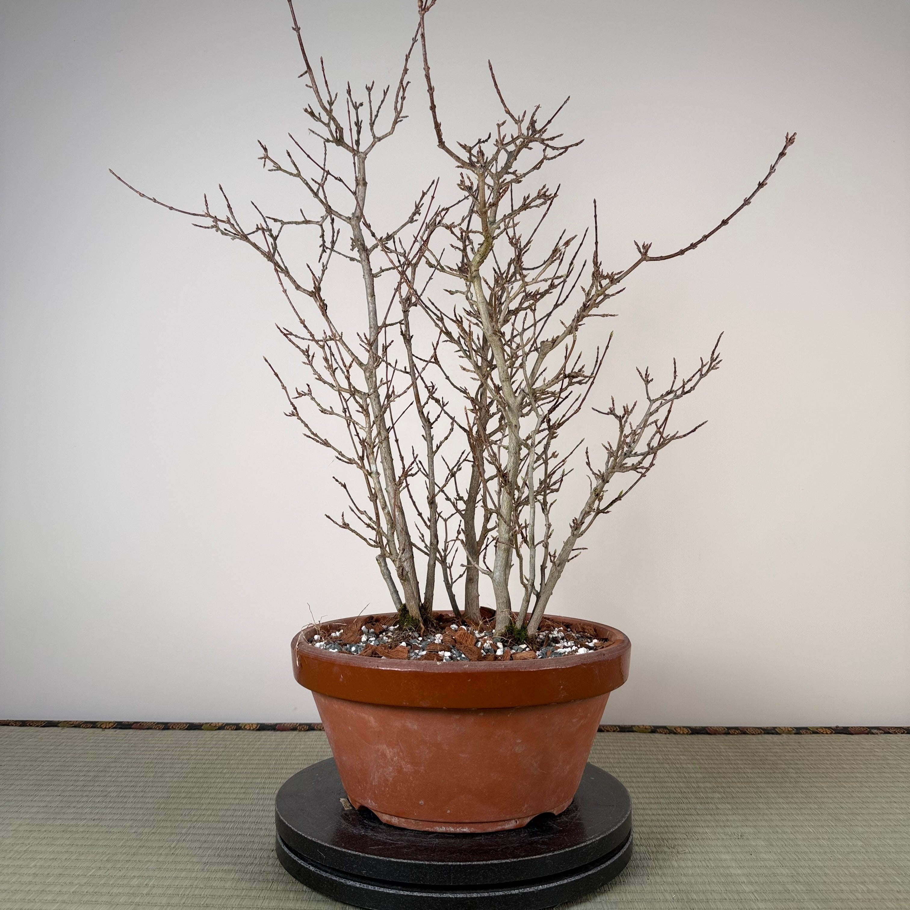 Acer buergerianum 'Fuyo-en' (Clump)