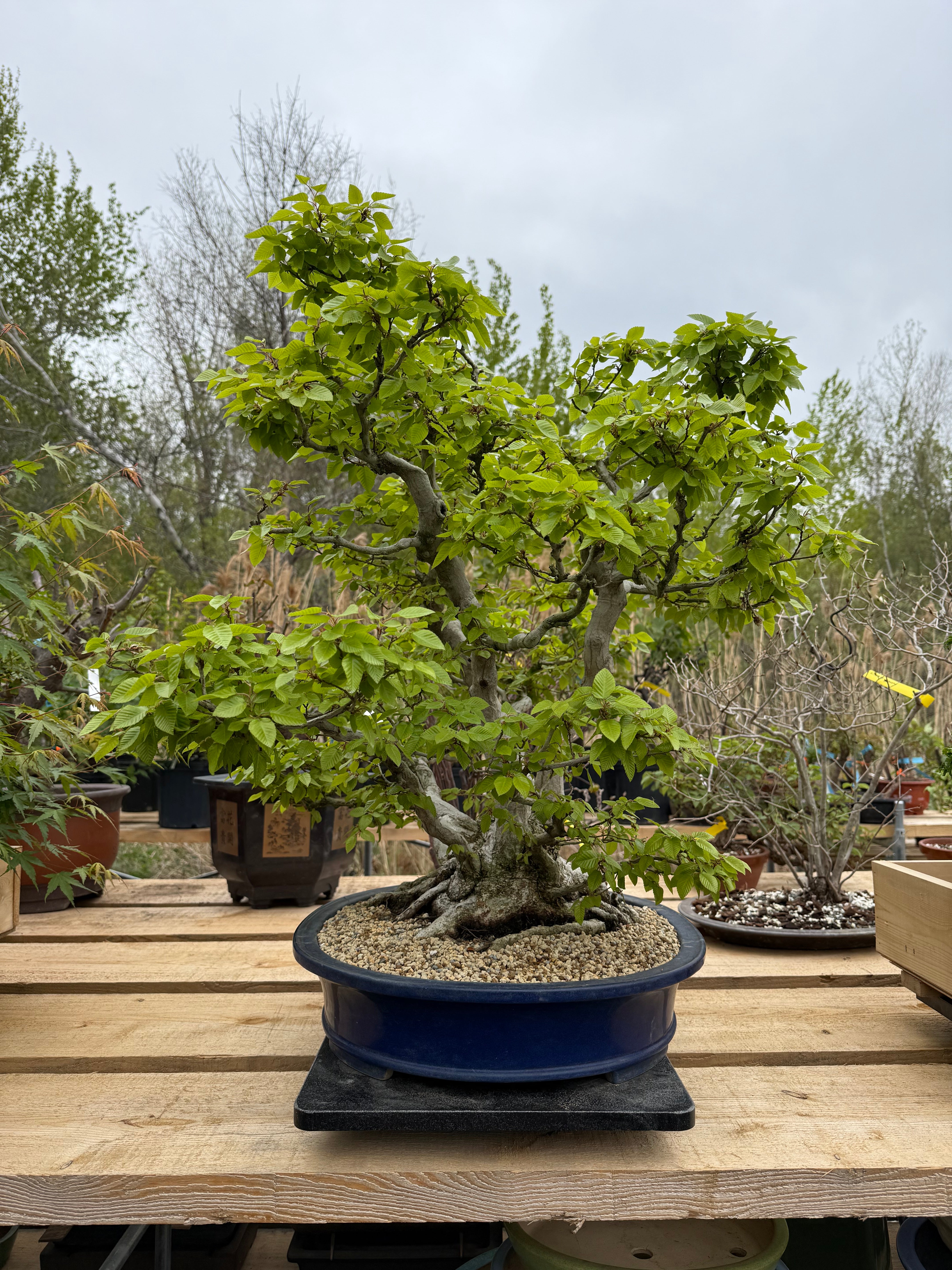 Carpinus turczaninowii