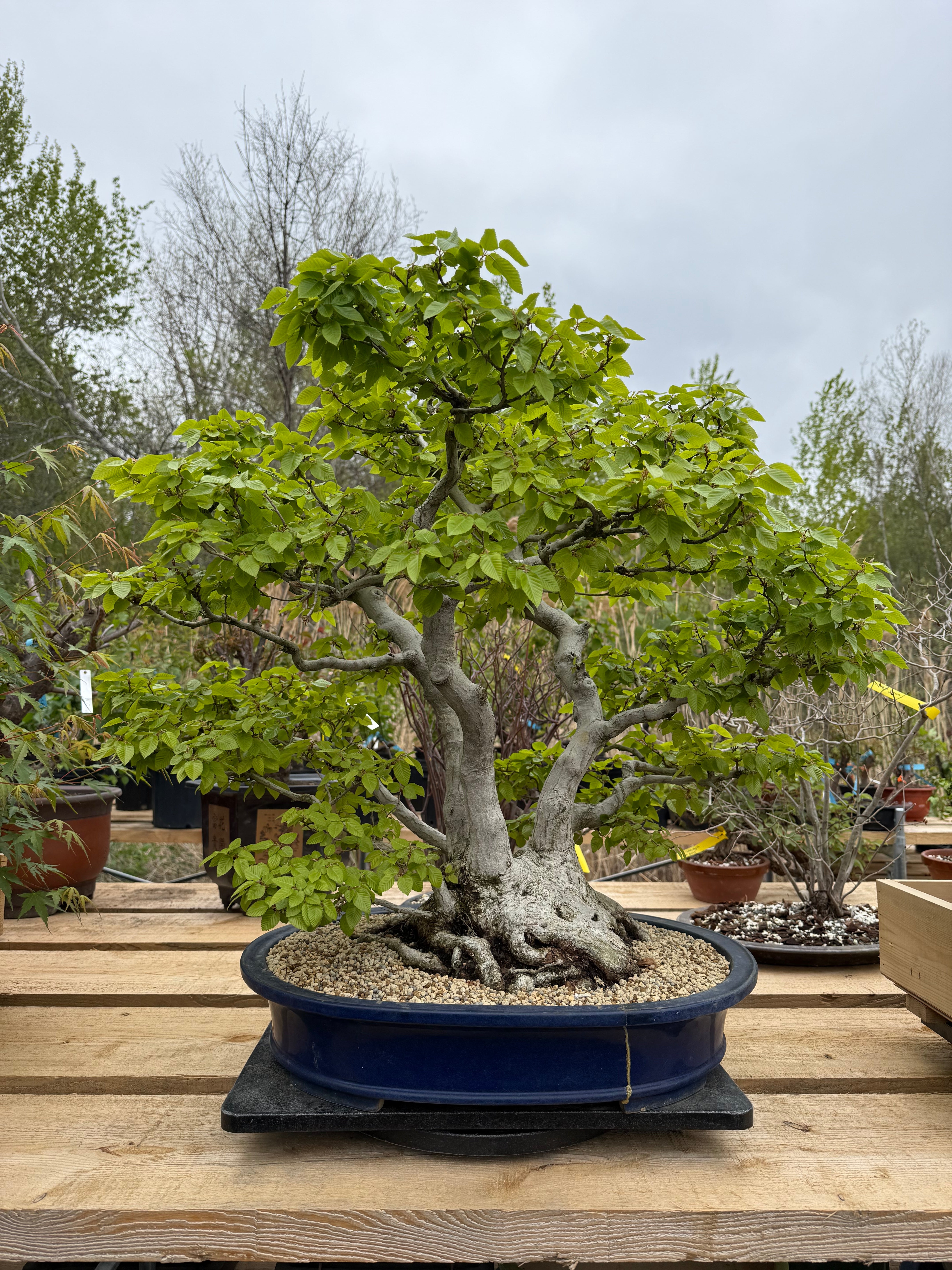 Carpinus turczaninowii