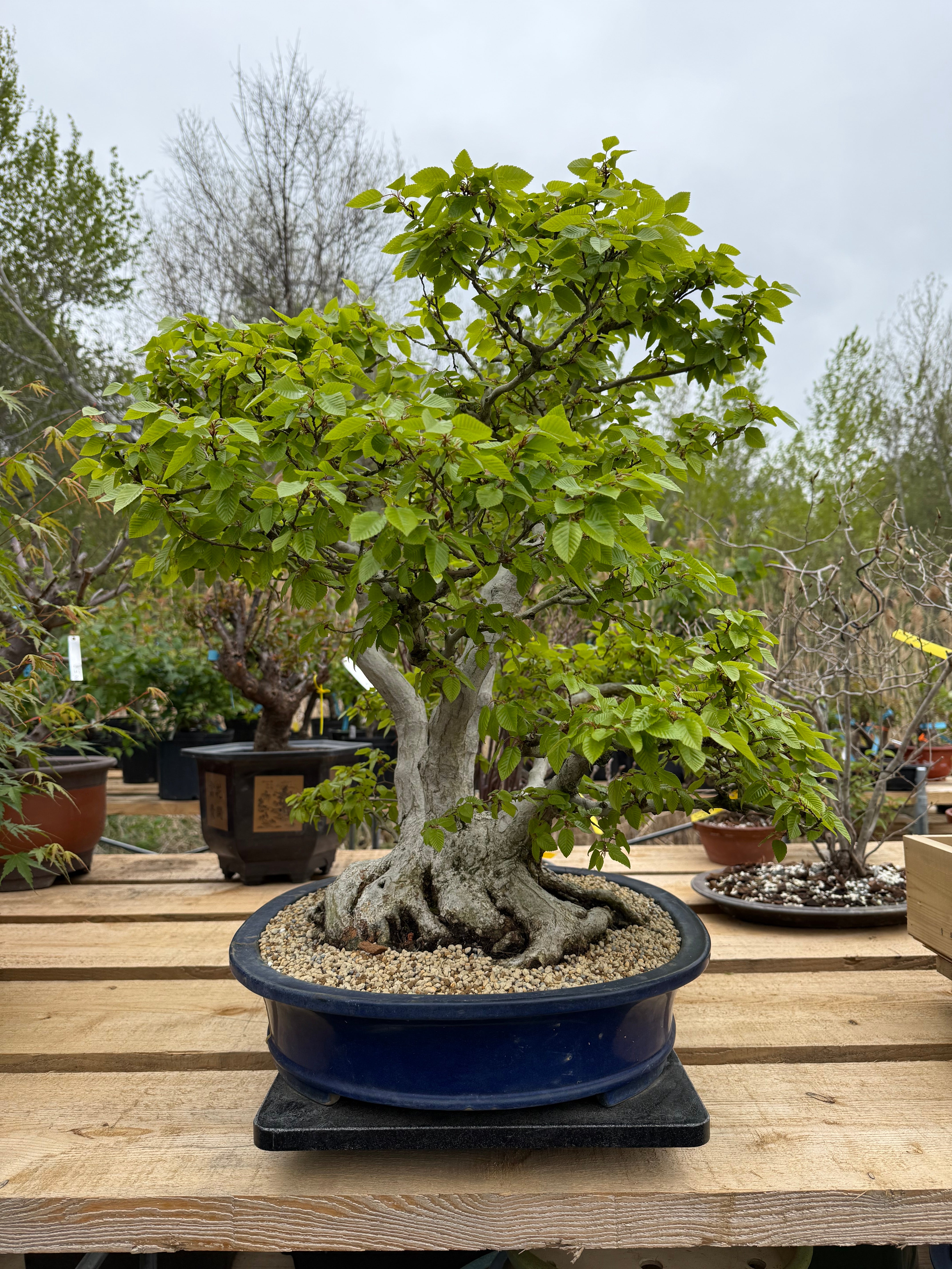 Carpinus turczaninowii