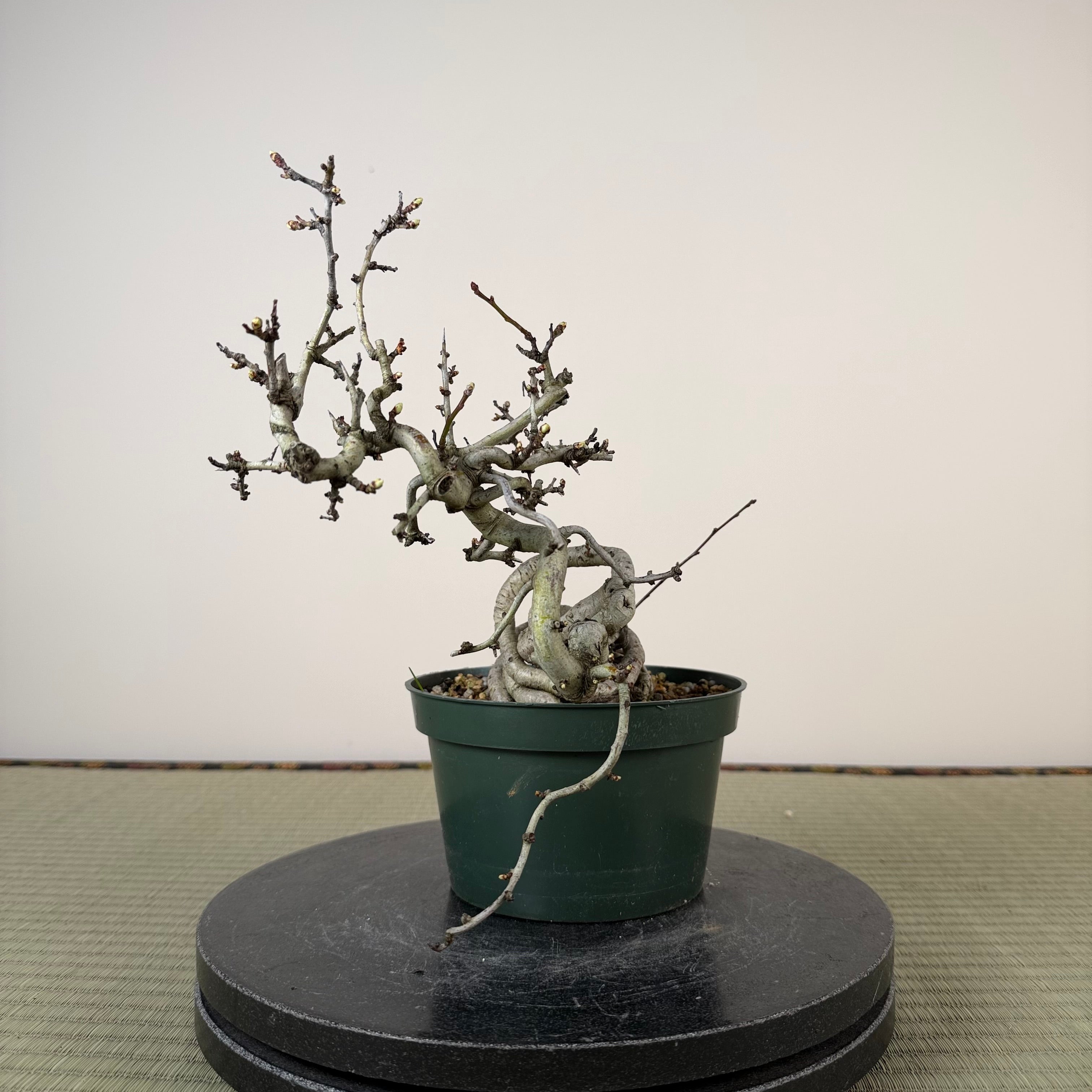 Crataegus cuneata 'Matsudaira'