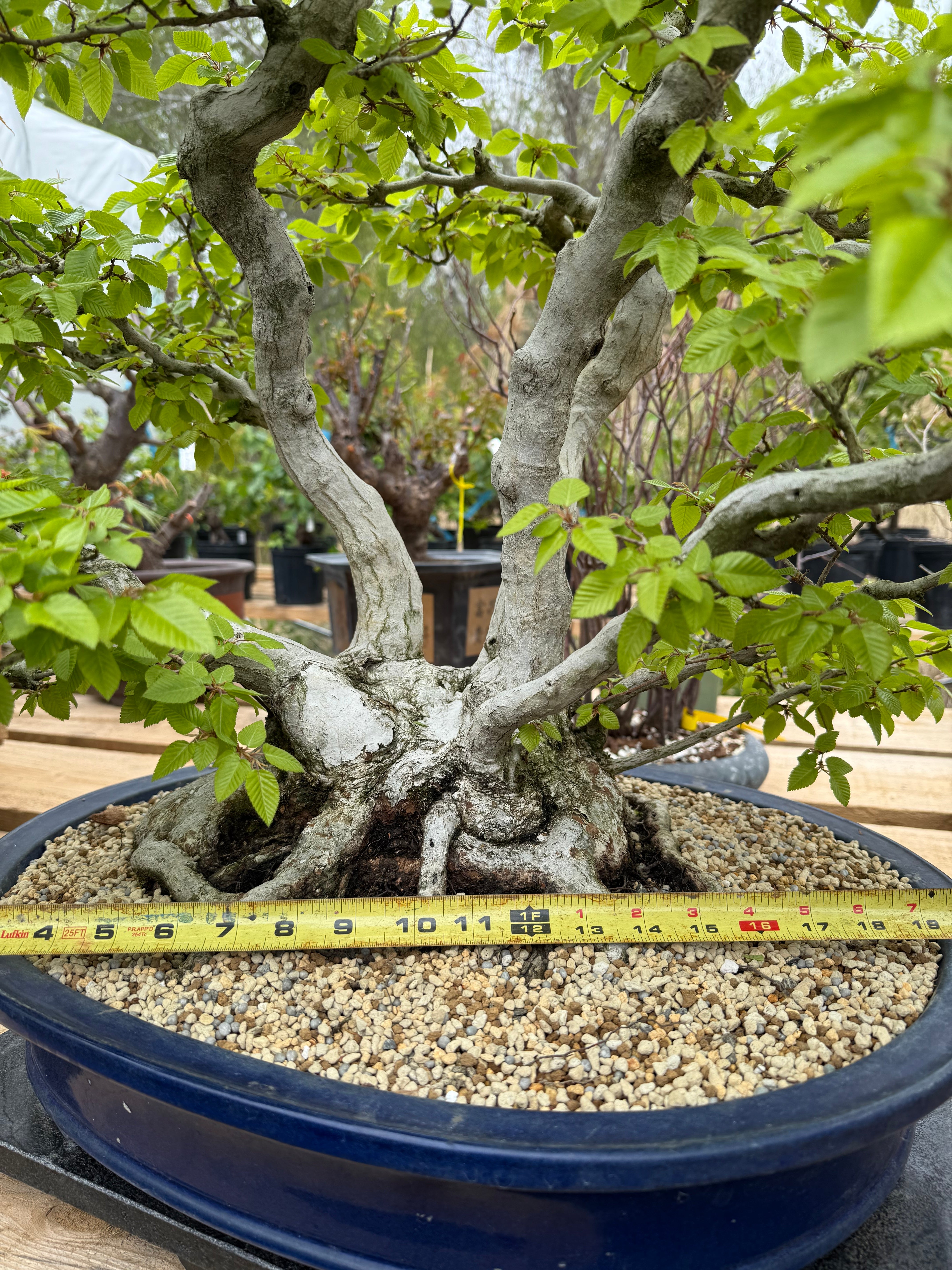 Carpinus turczaninowii