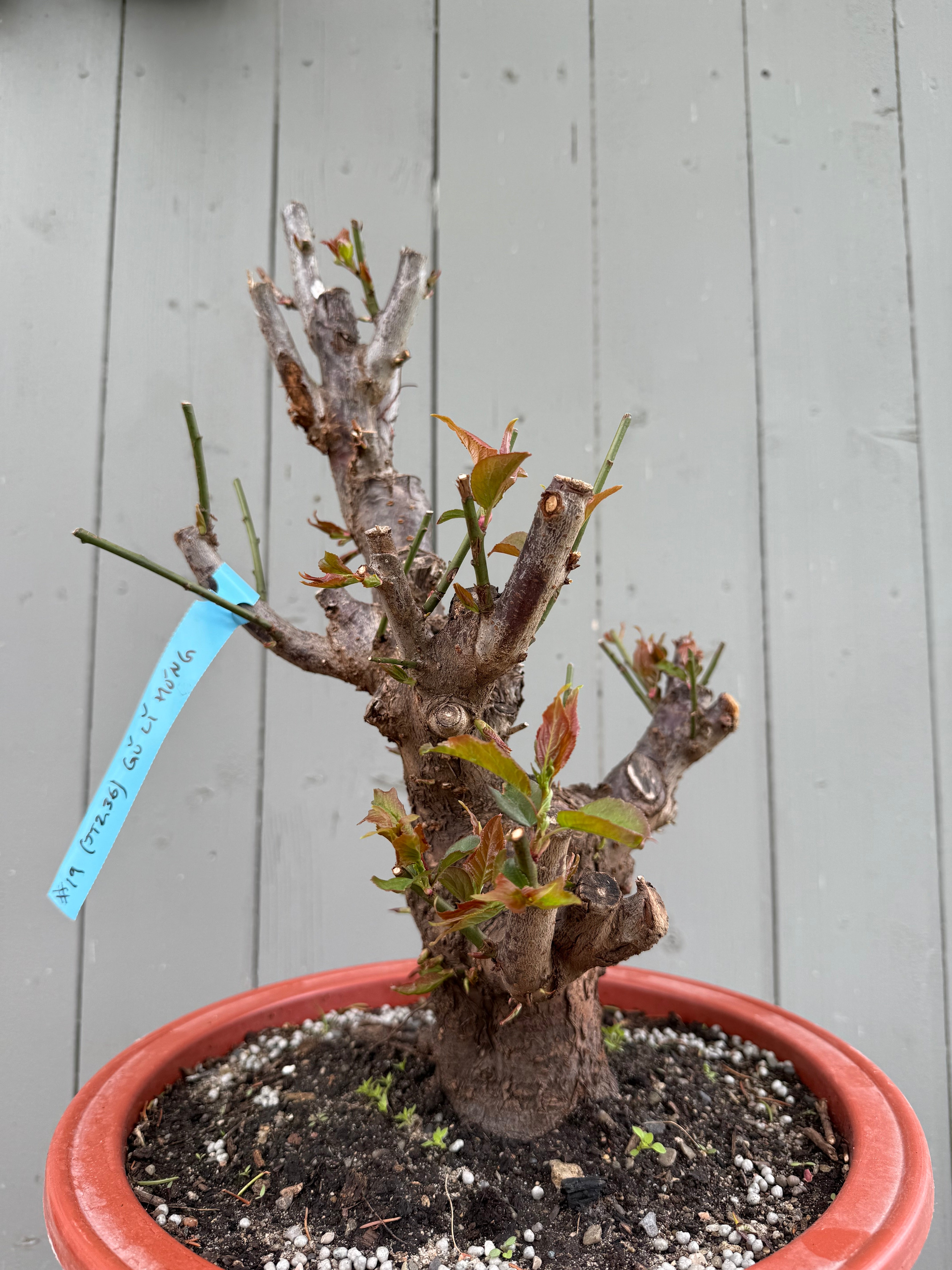 Prunus mume 'Gǔ lǐ hóng'