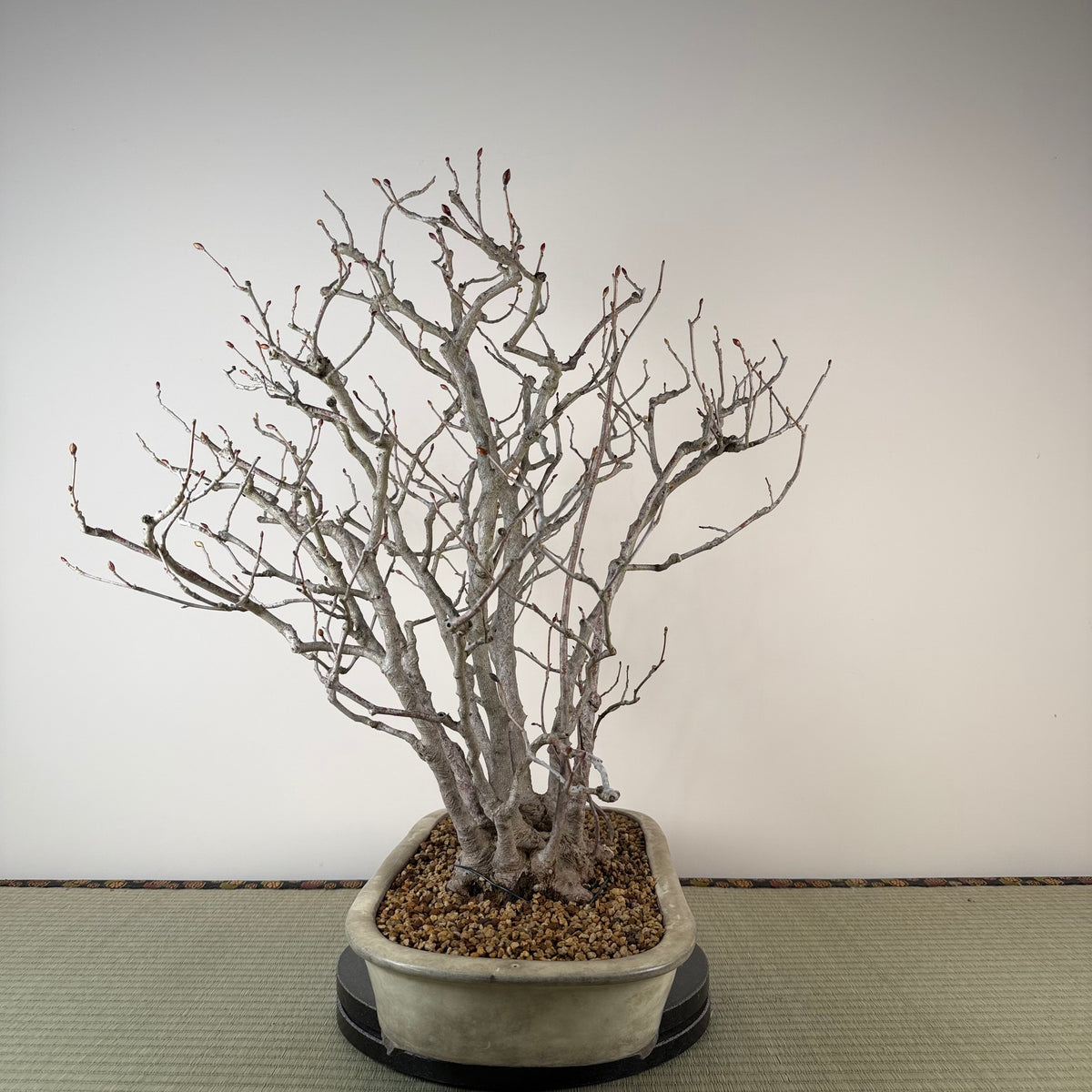 Corylopsis spicata