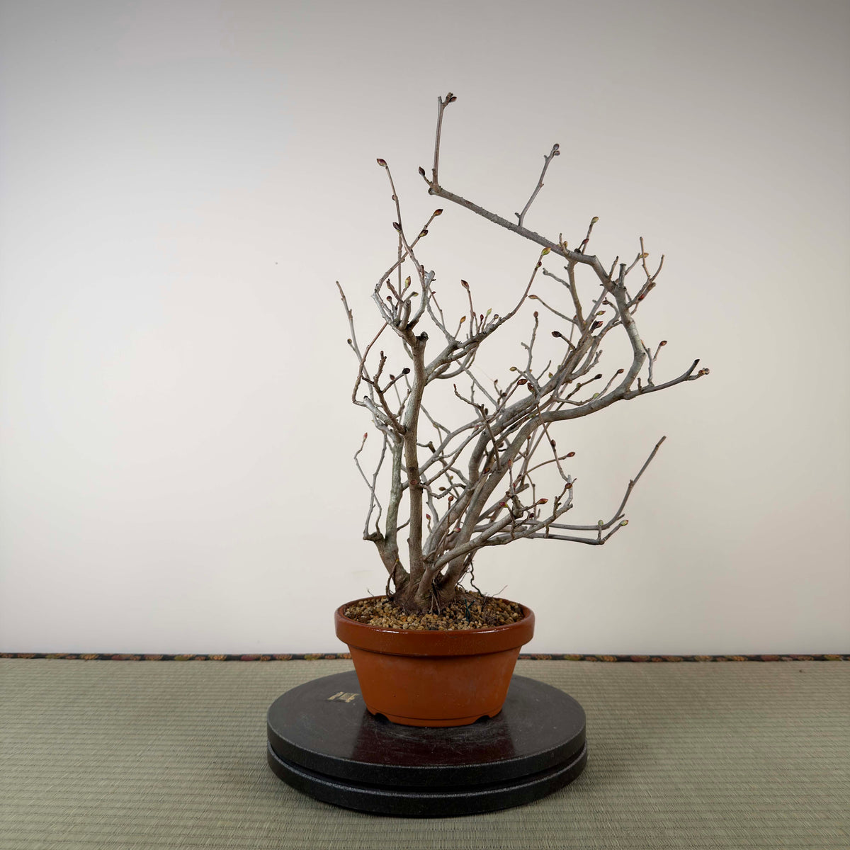 Corylopsis spicata