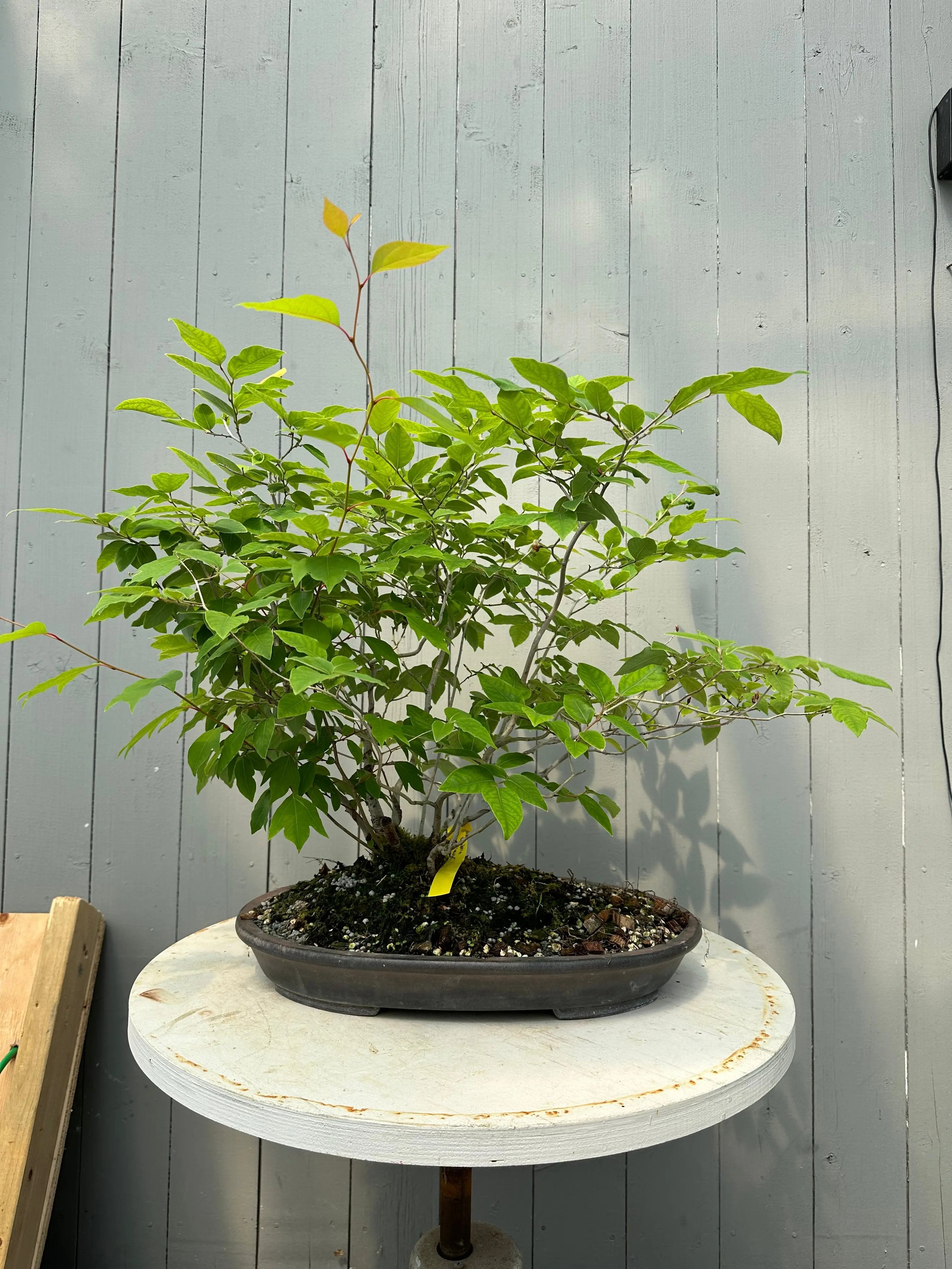 Lindera glauca (antique pot) Canada Bonsai