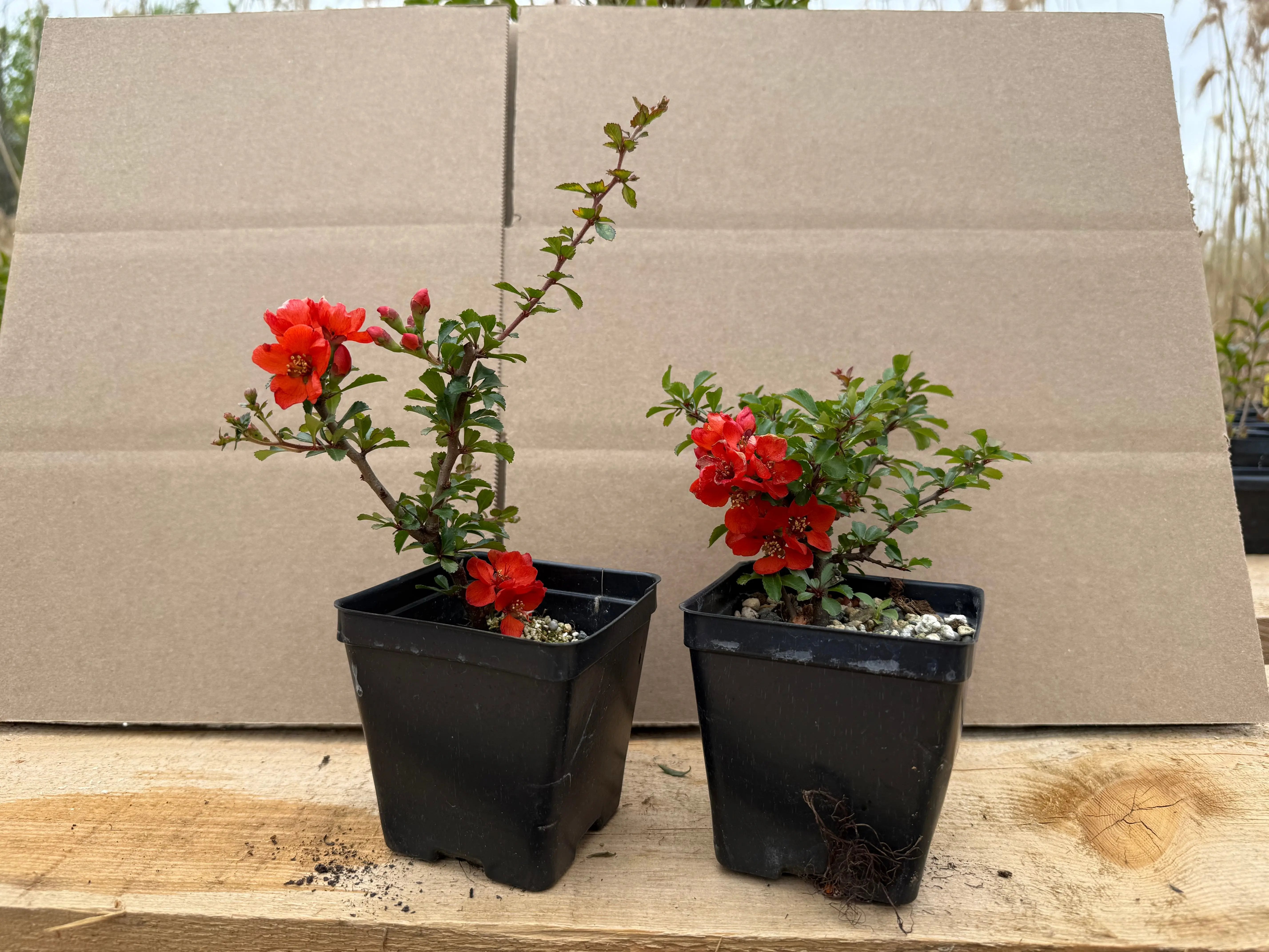 Chaenomeles japonica Chojubai Canada Bonsai