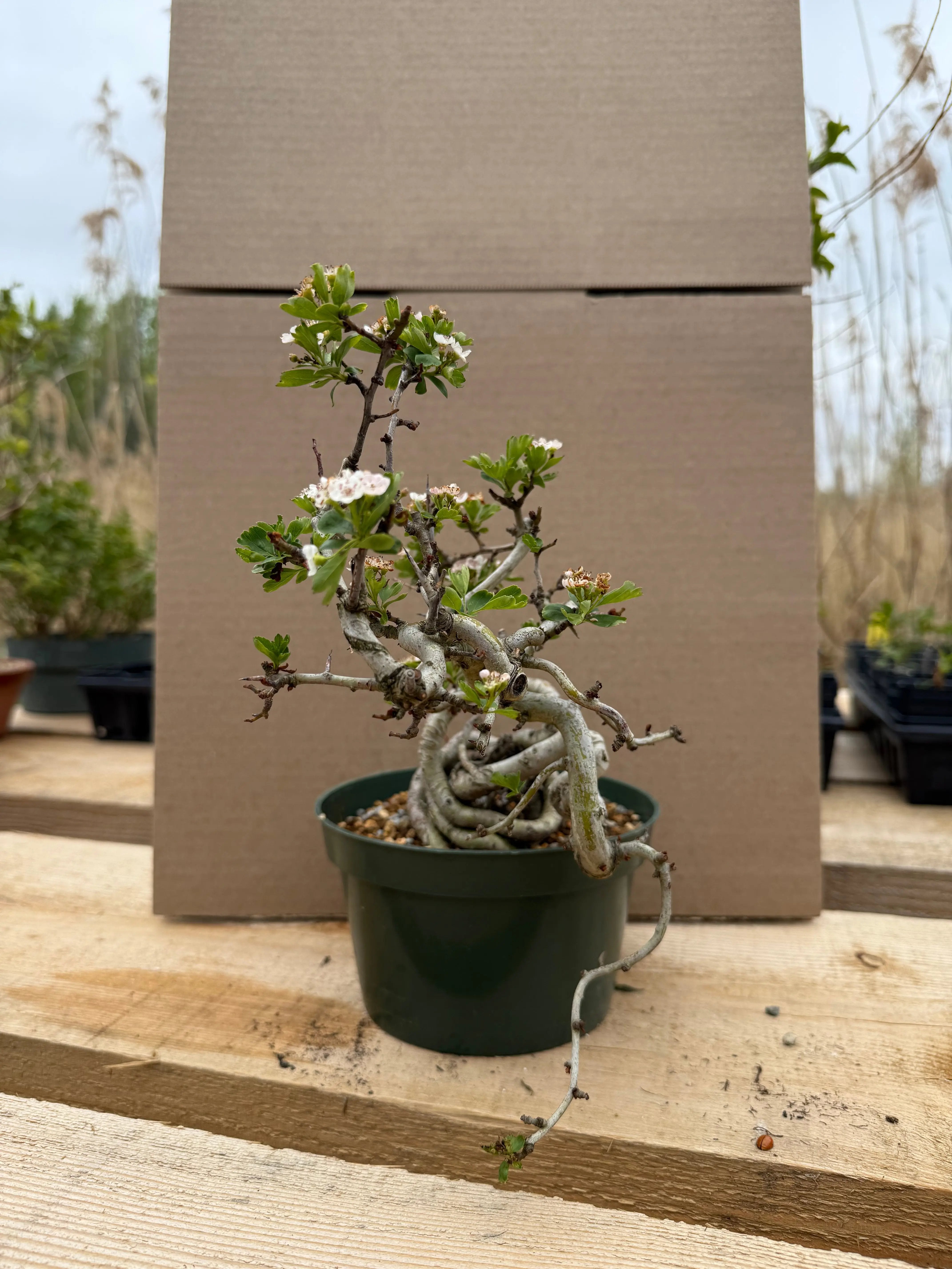 Crataegus cuneata 'Matsudaira' Canada Bonsai