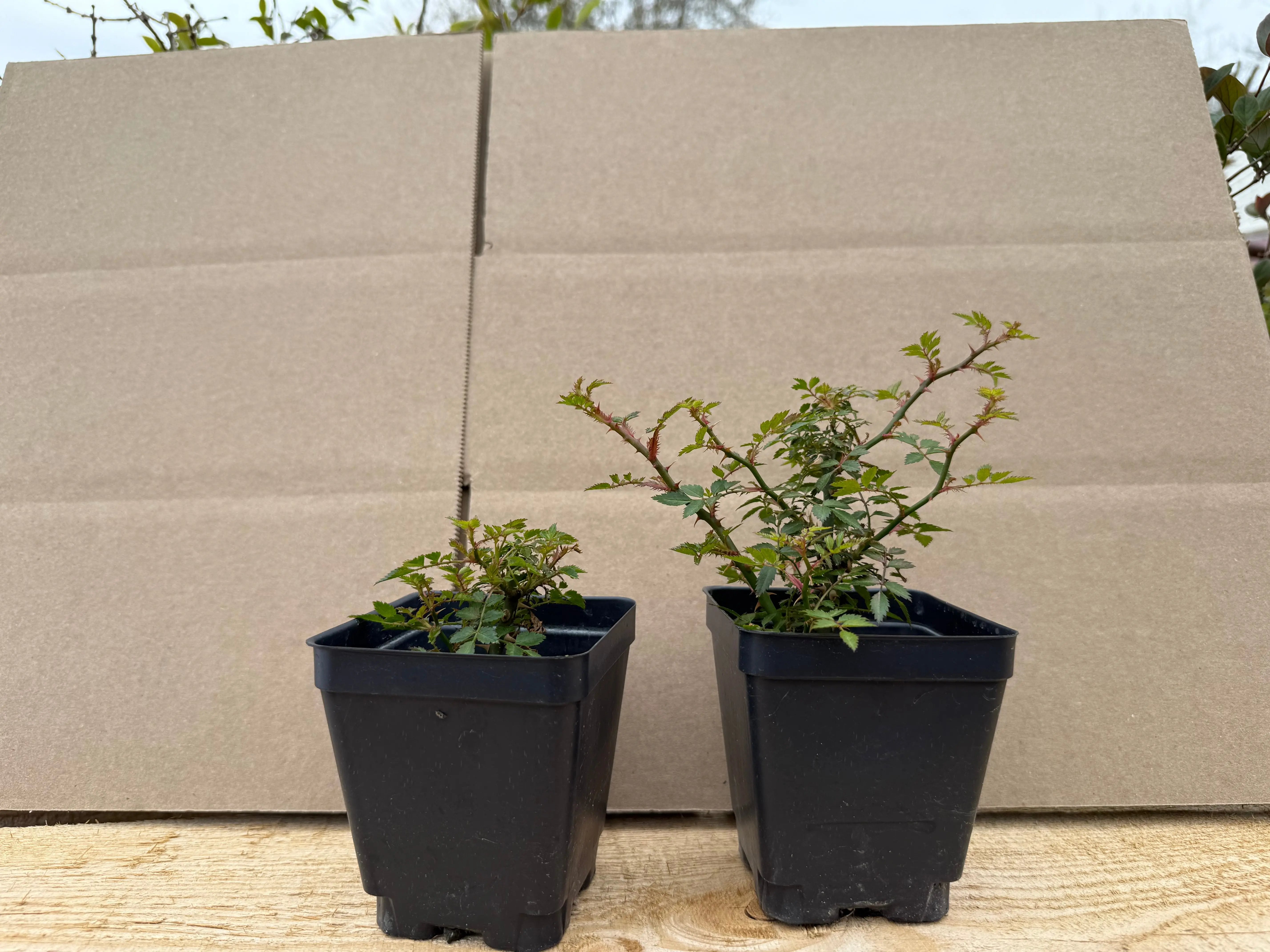 Rosa (white/pink) (small) Canada Bonsai