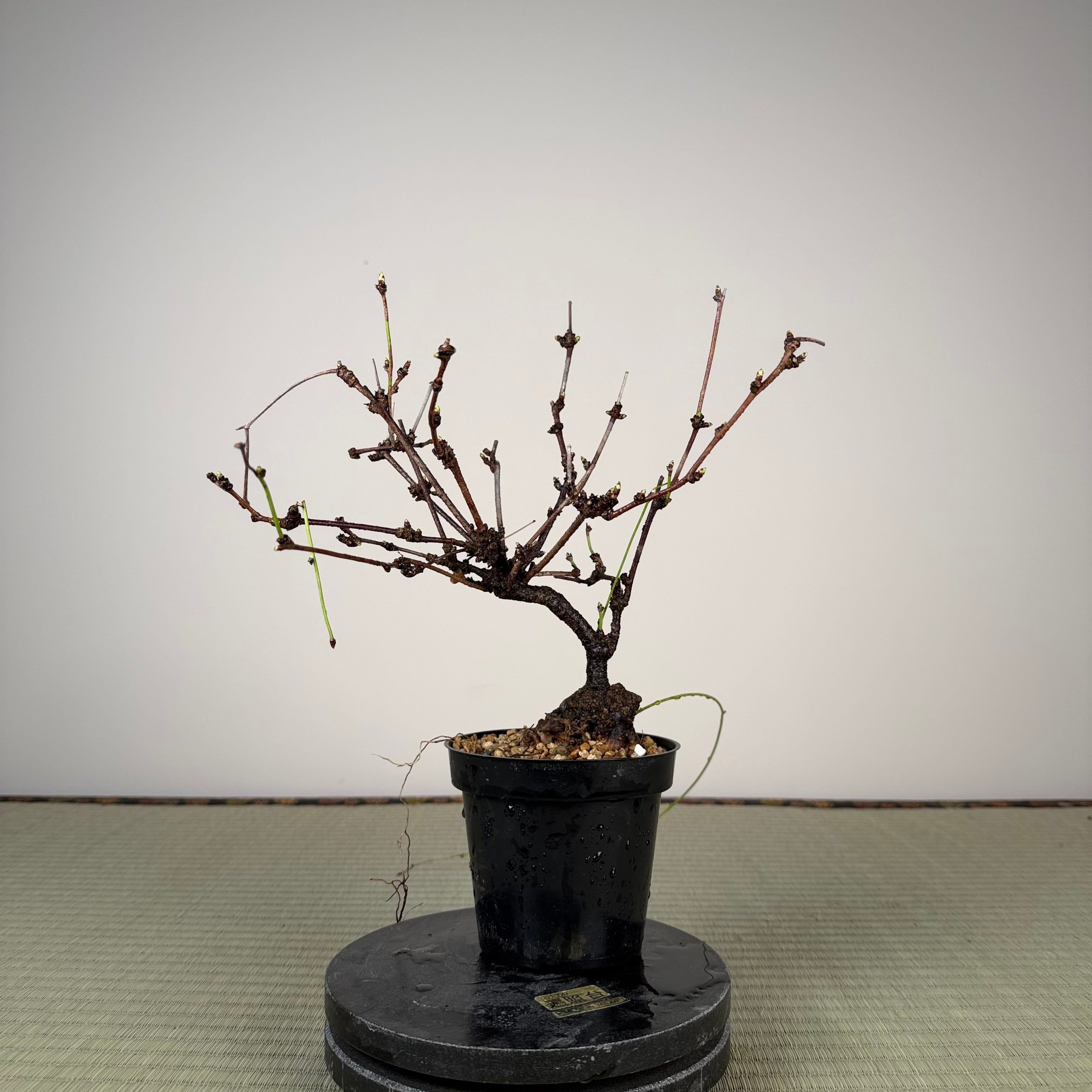 Akebia (white flower)