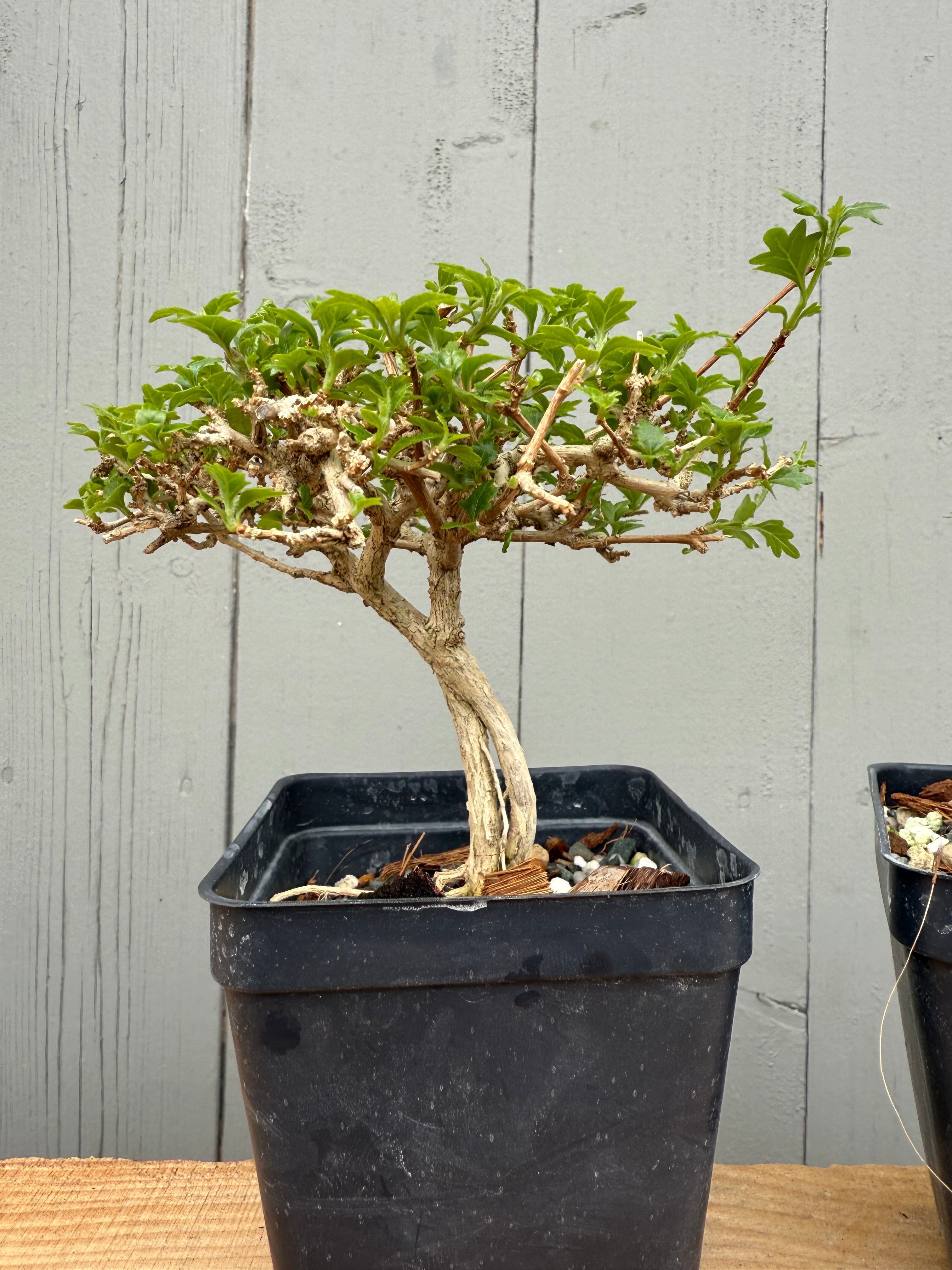 Premna japonica (medium)