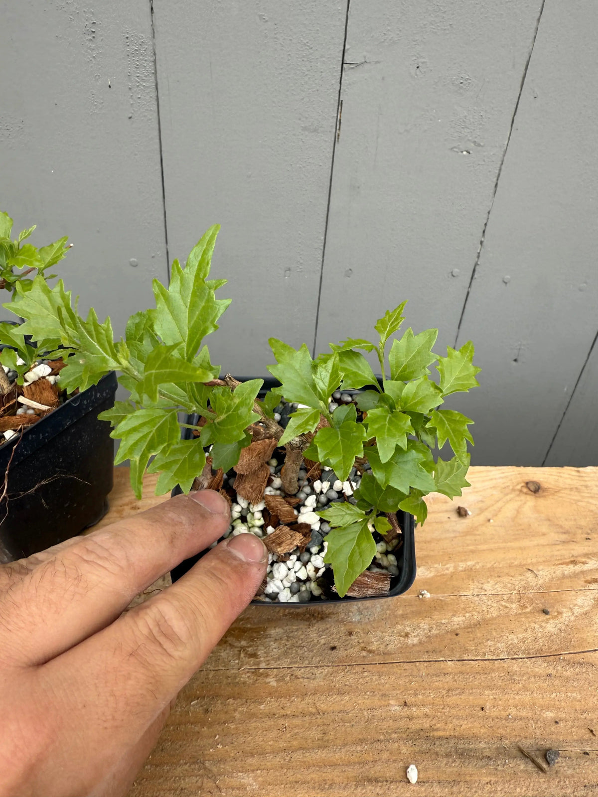 Premna japonica (rooted cuttings) Canada Bonsai
