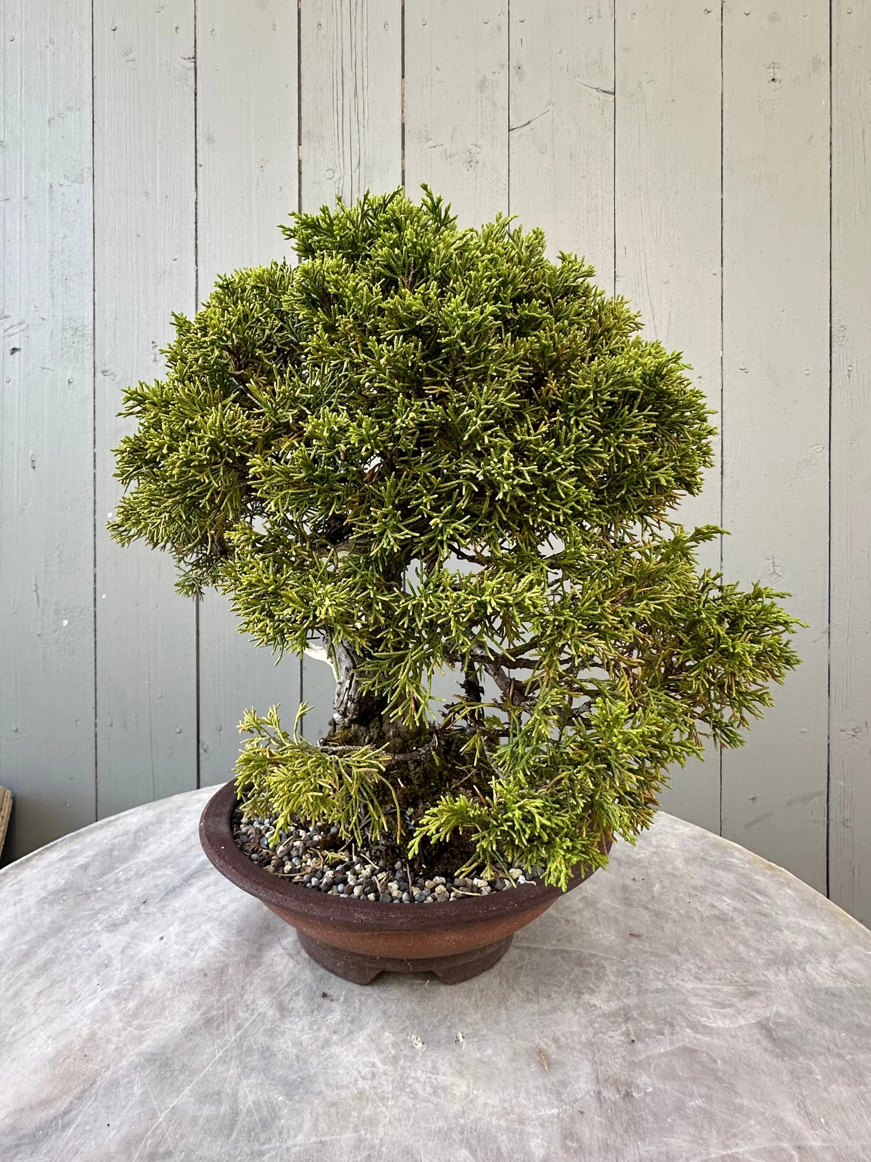 Juniper Itoigawa Canada Bonsai