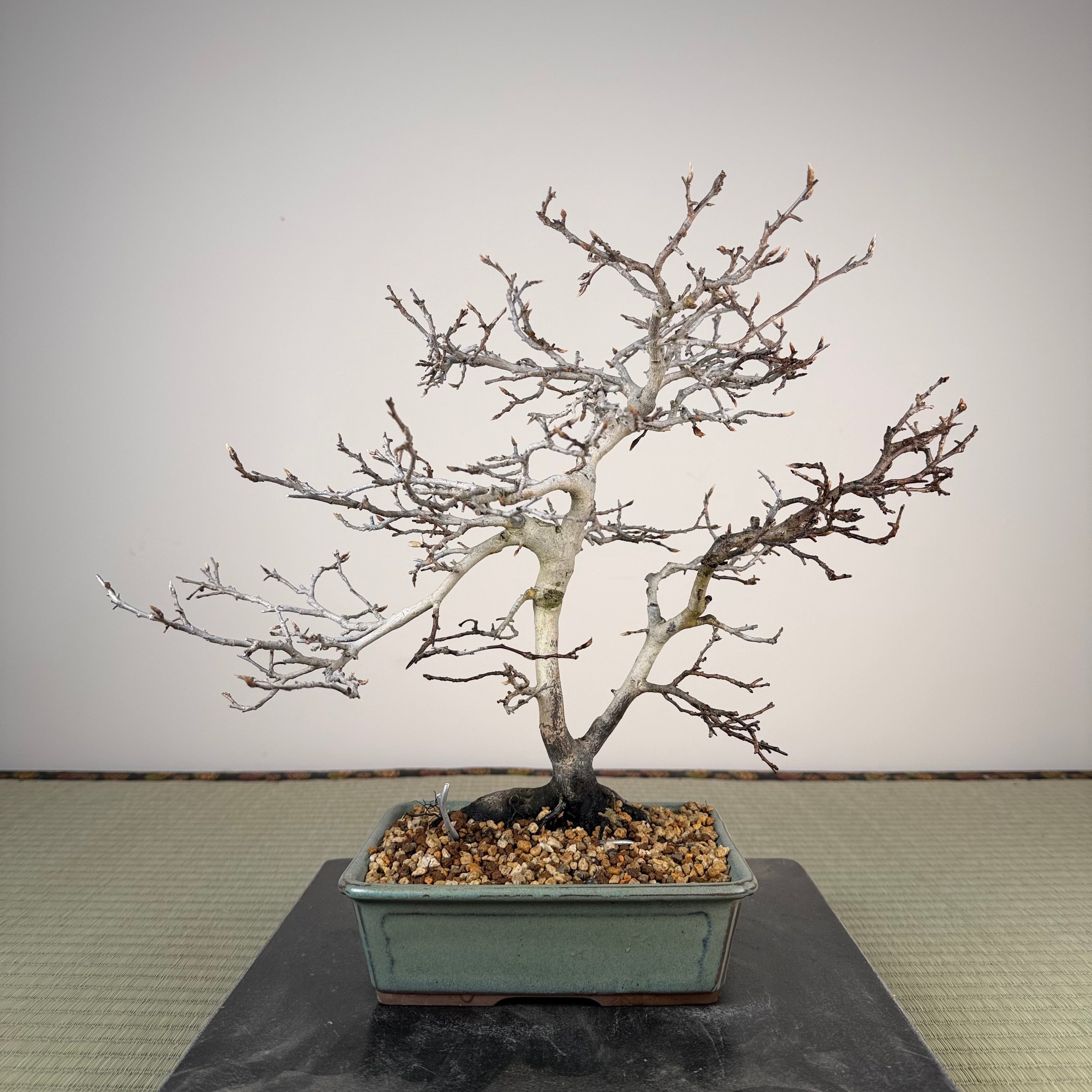 Diospyros rhombifolia