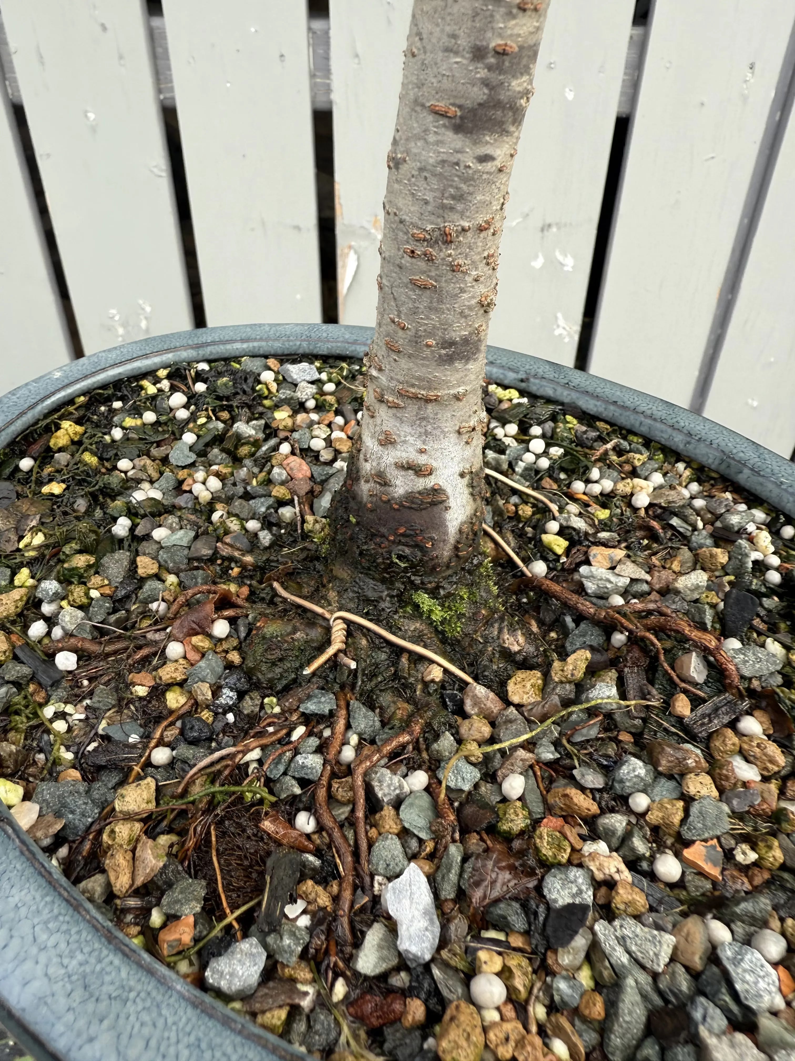Zelkova serrata #8 Canada Bonsai