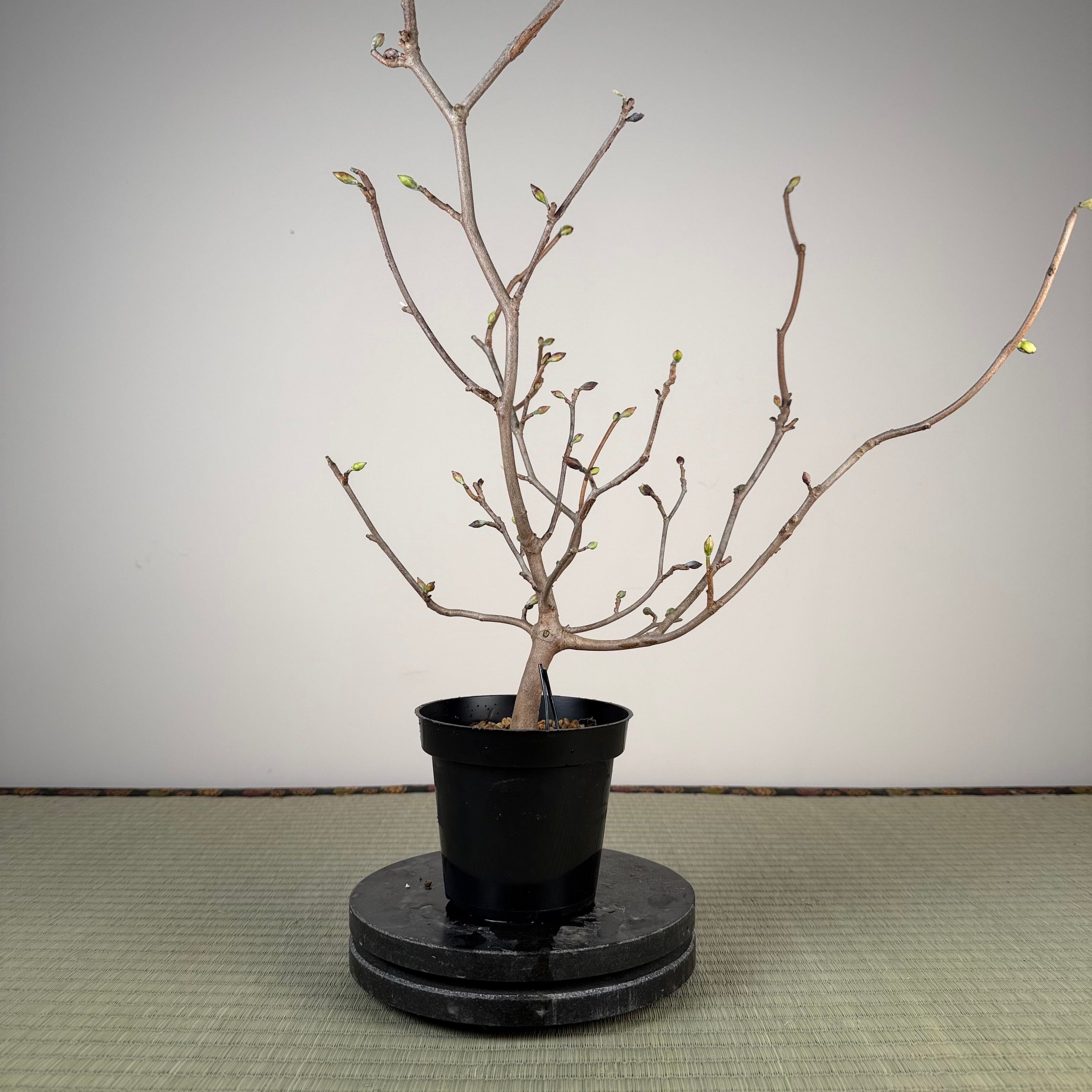 Corylopsis spicata