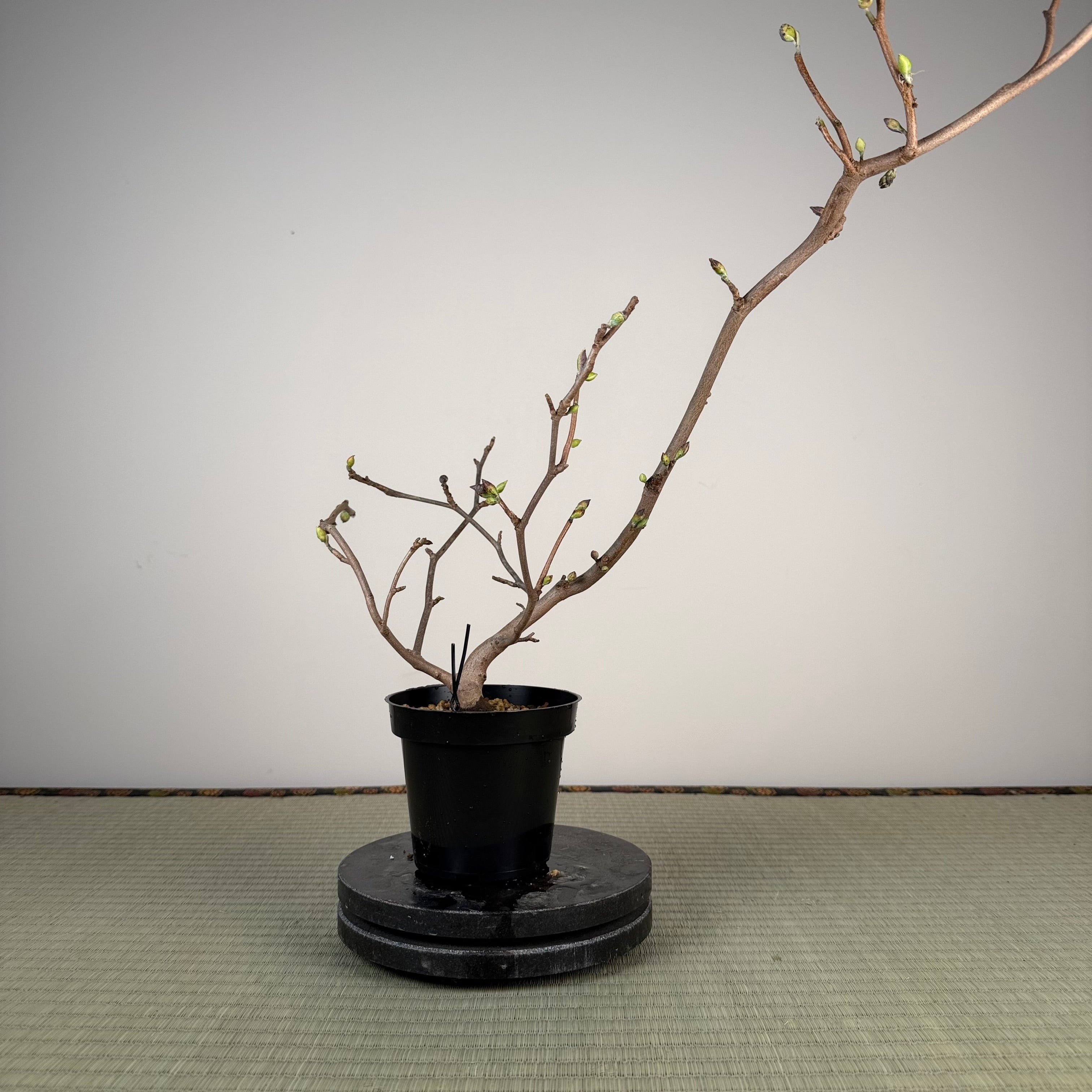 Corylopsis spicata