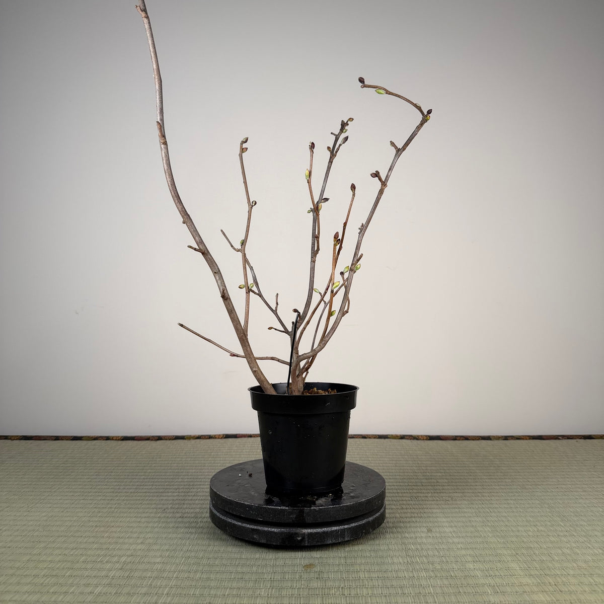 Corylopsis spicata