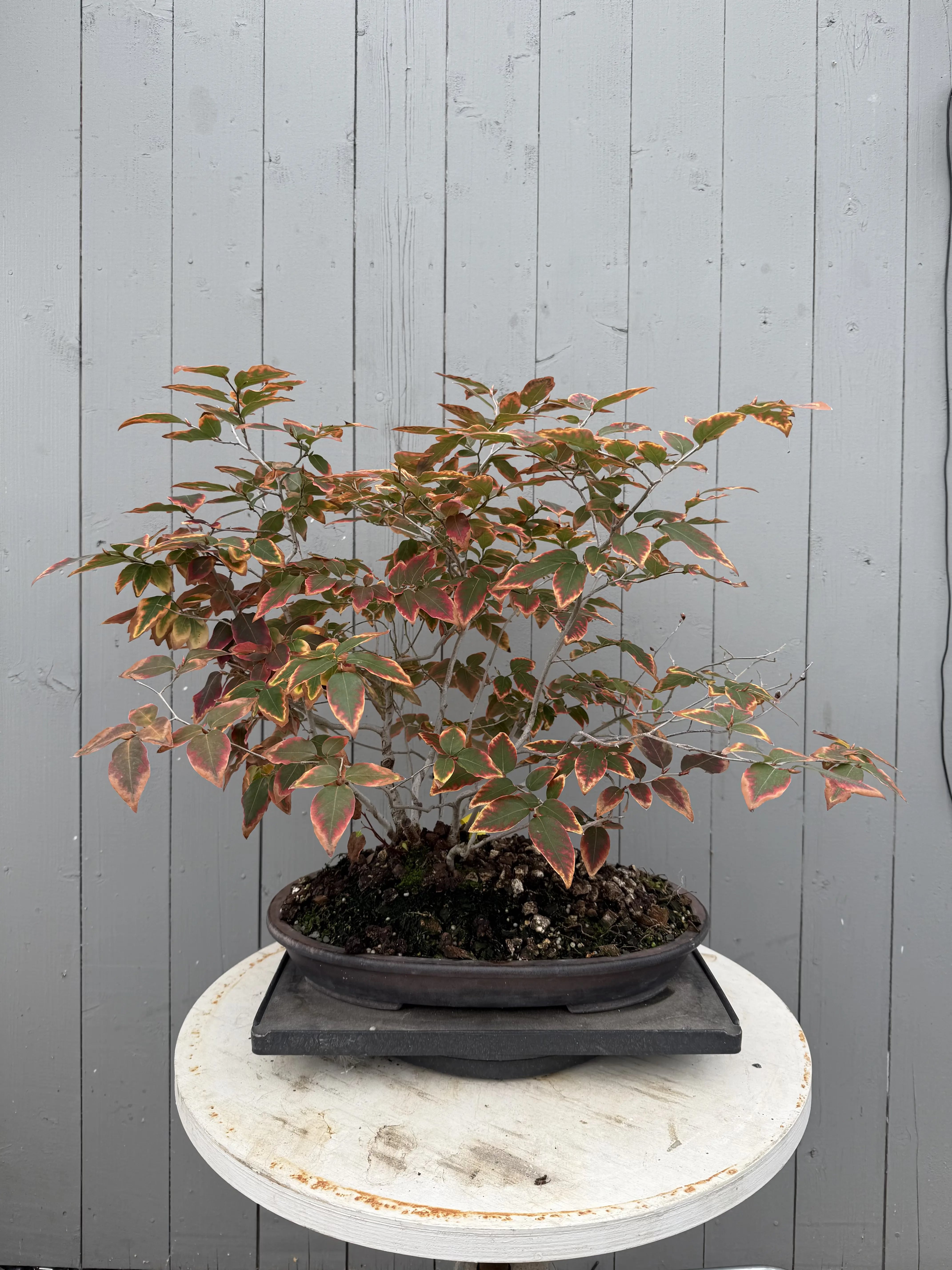 Lindera glauca (antique pot) Canada Bonsai