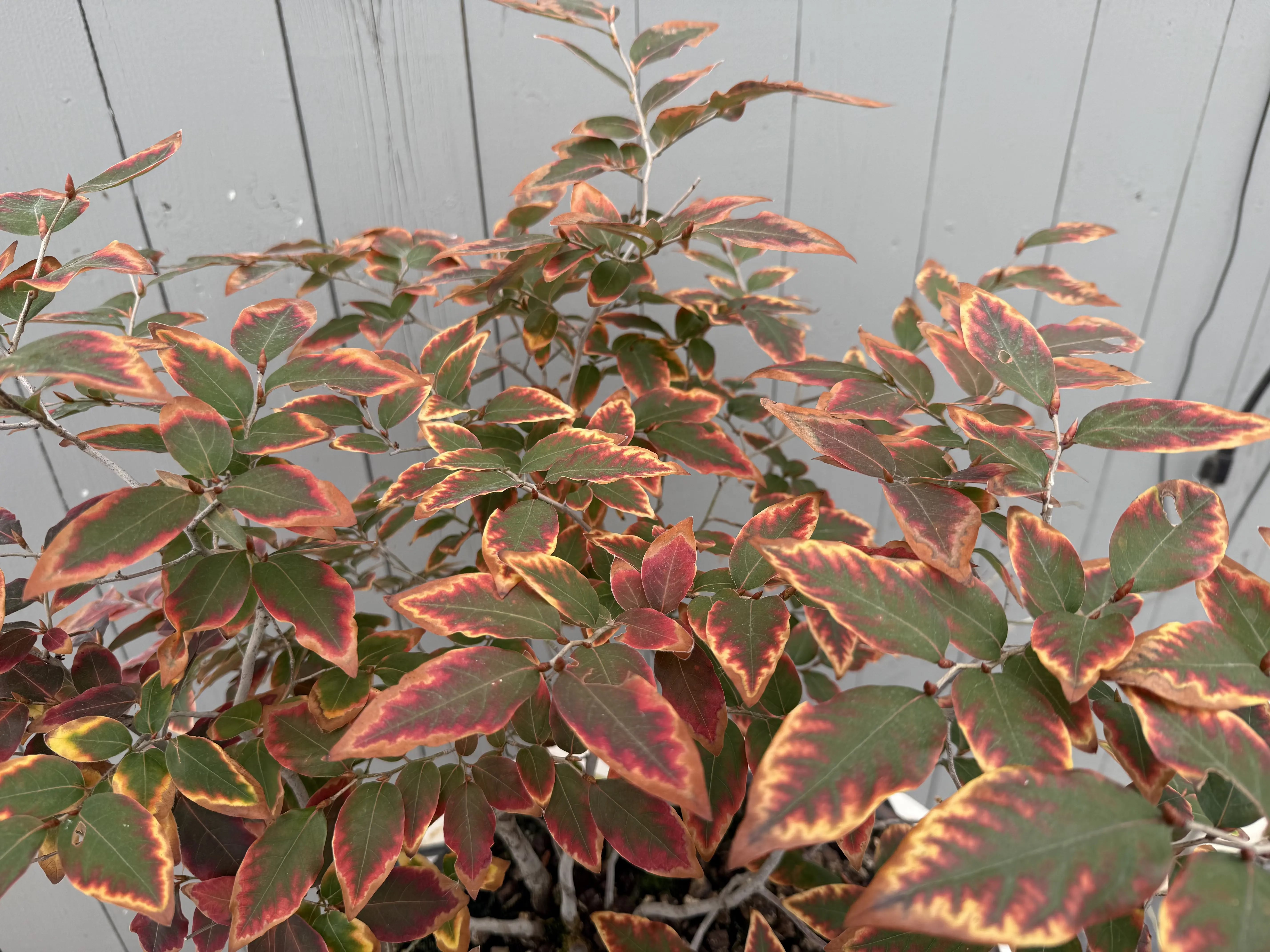 Lindera glauca Canada Bonsai