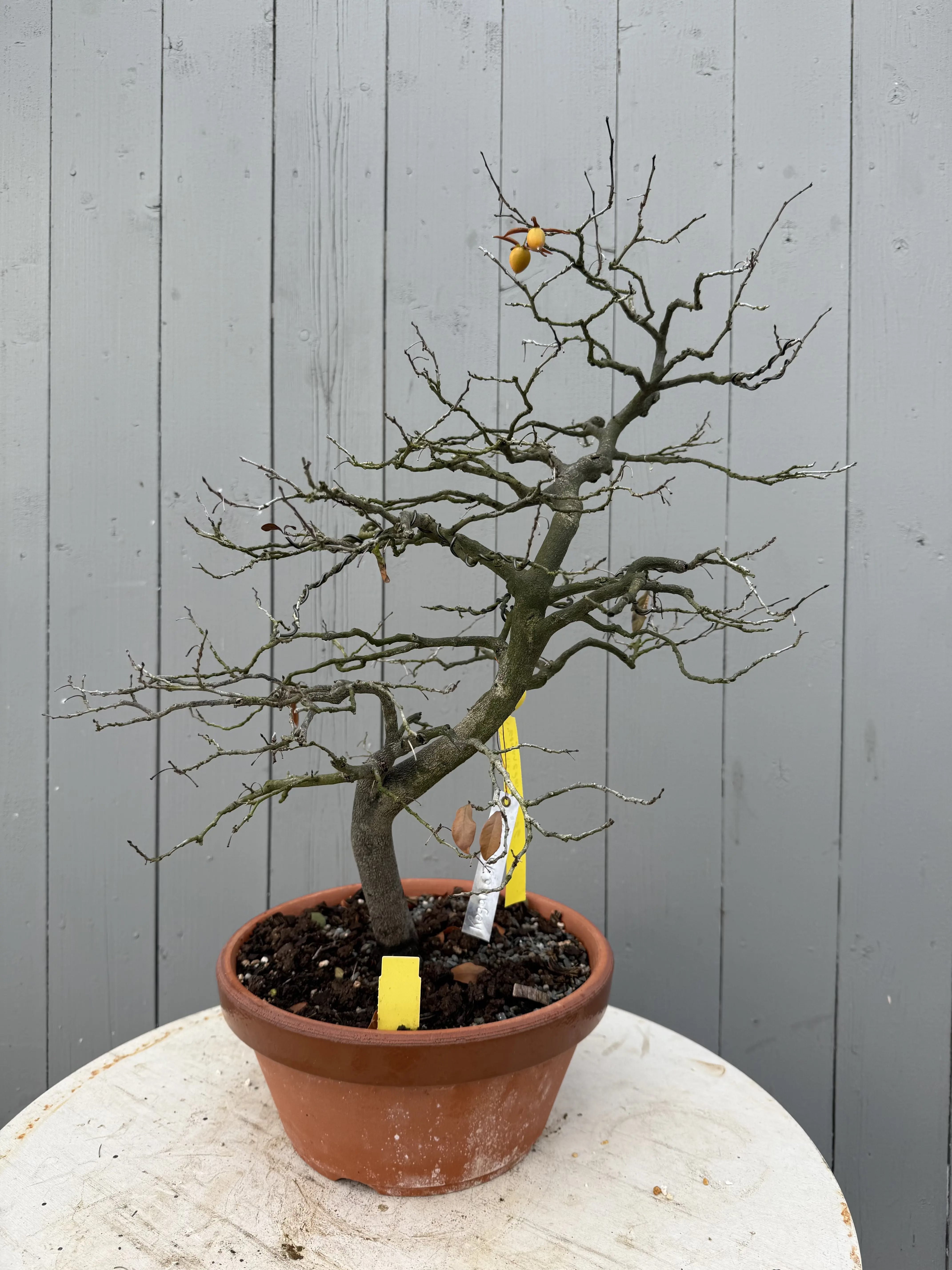 Diopsyros rhombifolia 'Koganedama' Canada Bonsai