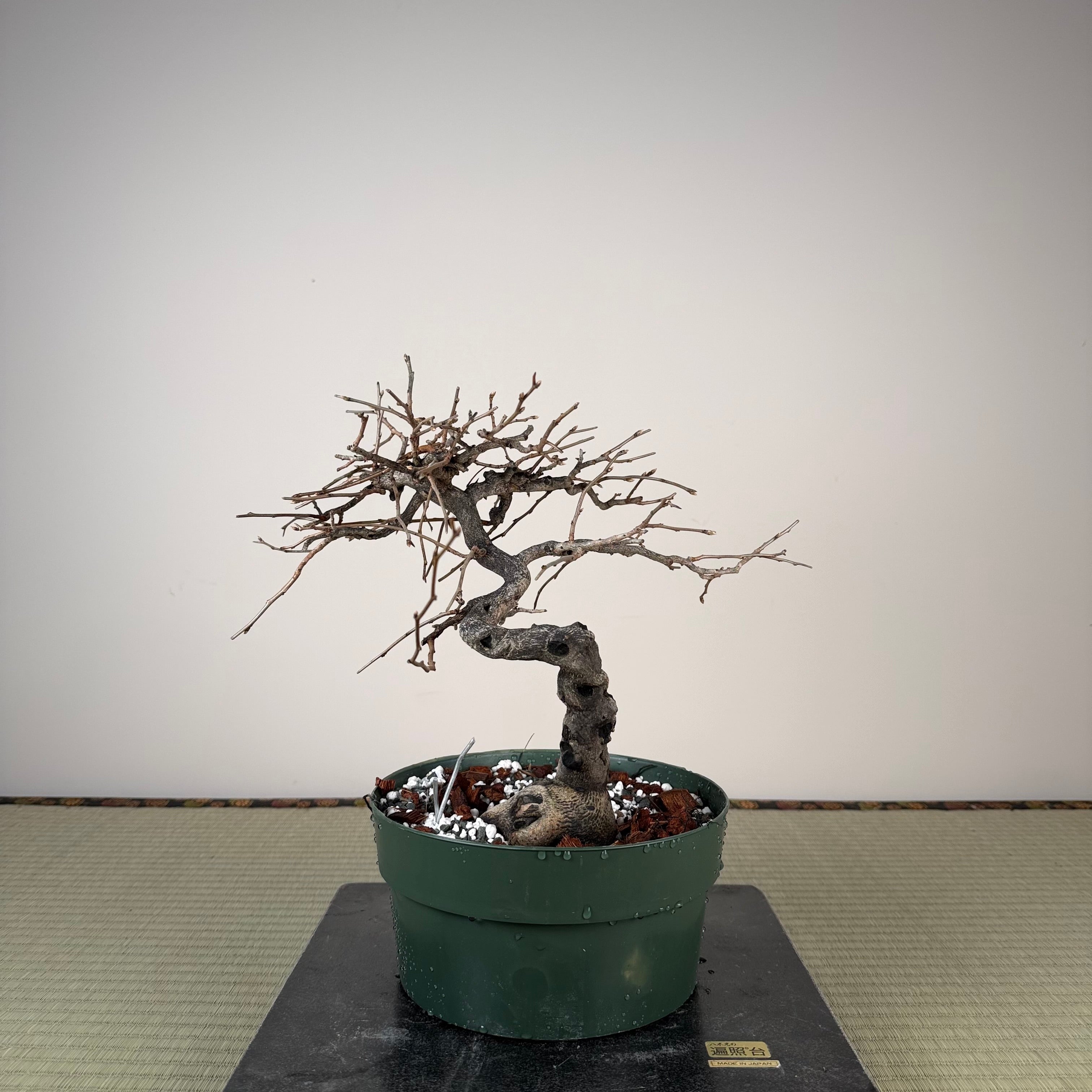 Diospyros rhombifolia