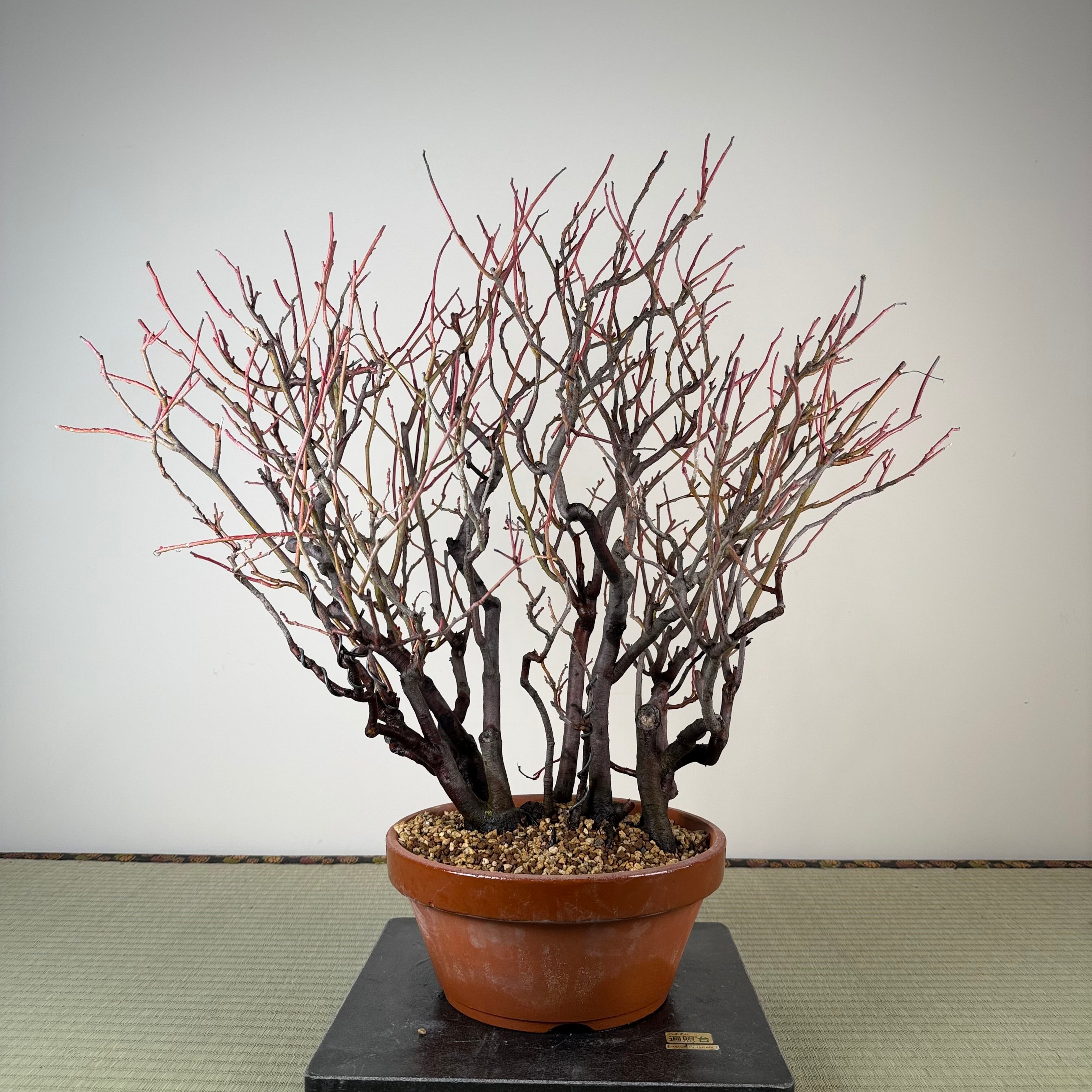 Itea japonica