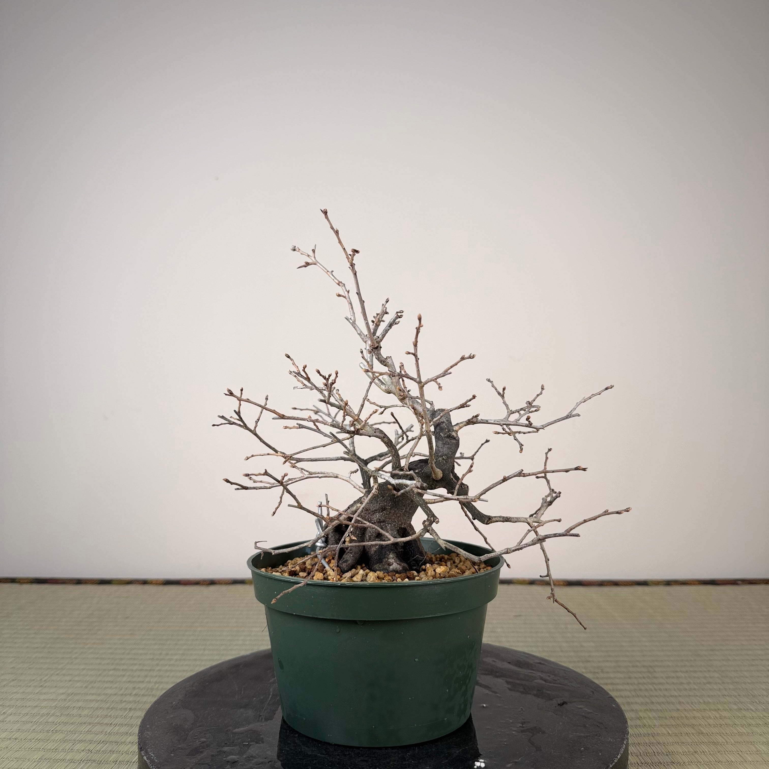 Diospyros rhombifolia