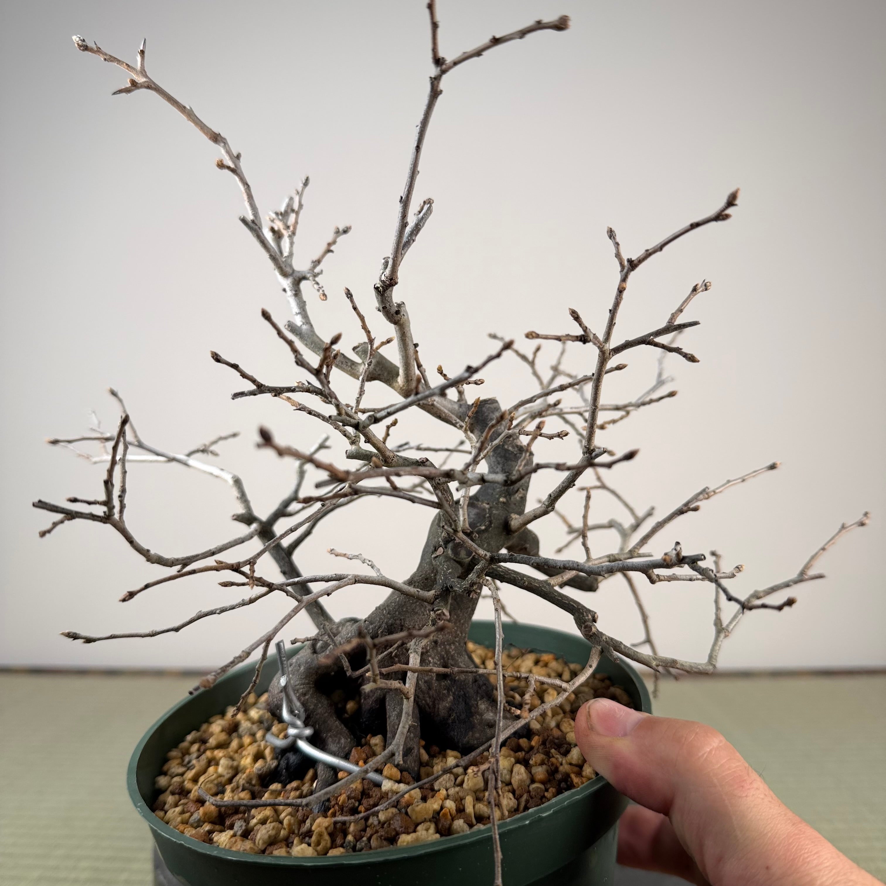 Diospyros rhombifolia