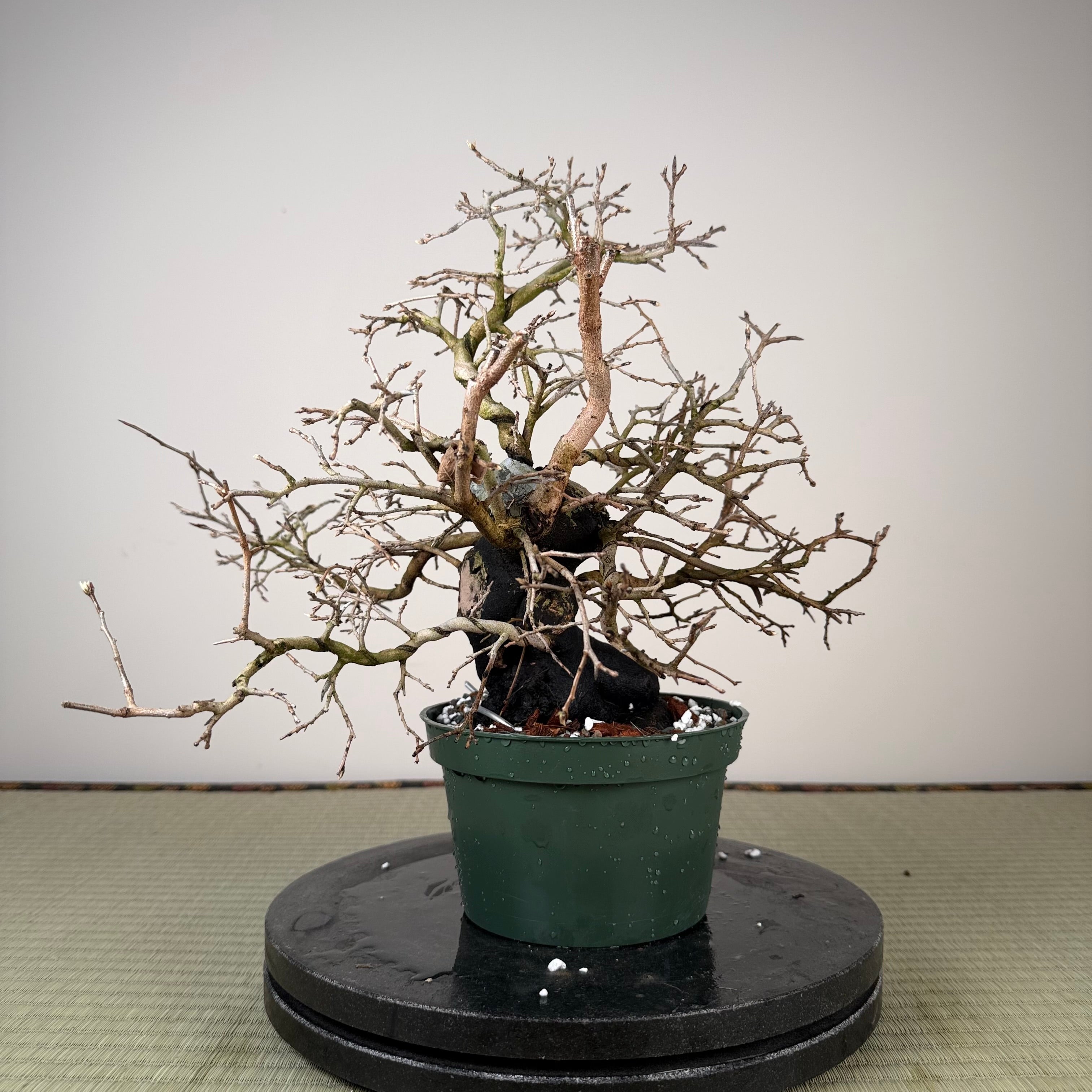 Diospyros rhombifolia