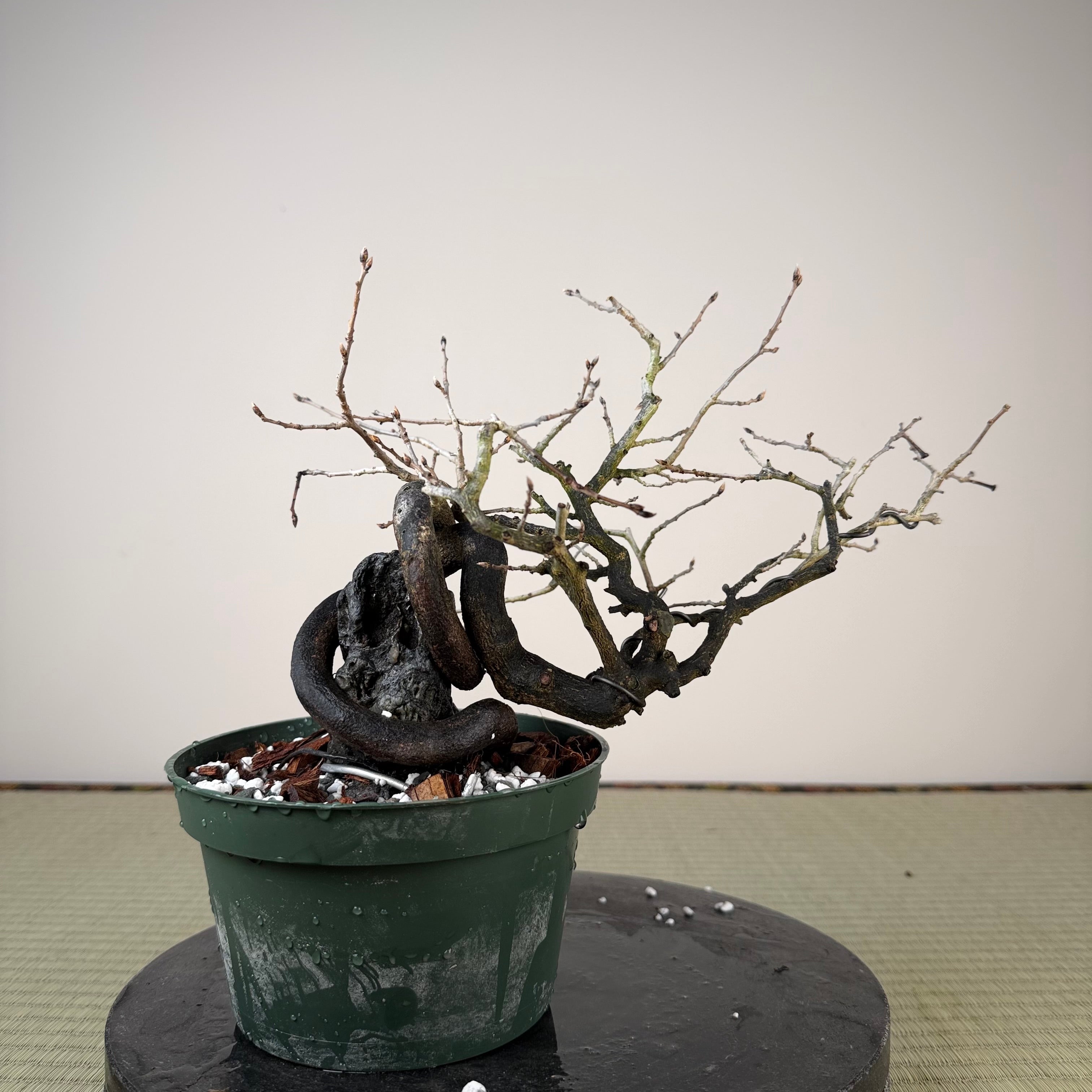 Diospyros rhombifolia