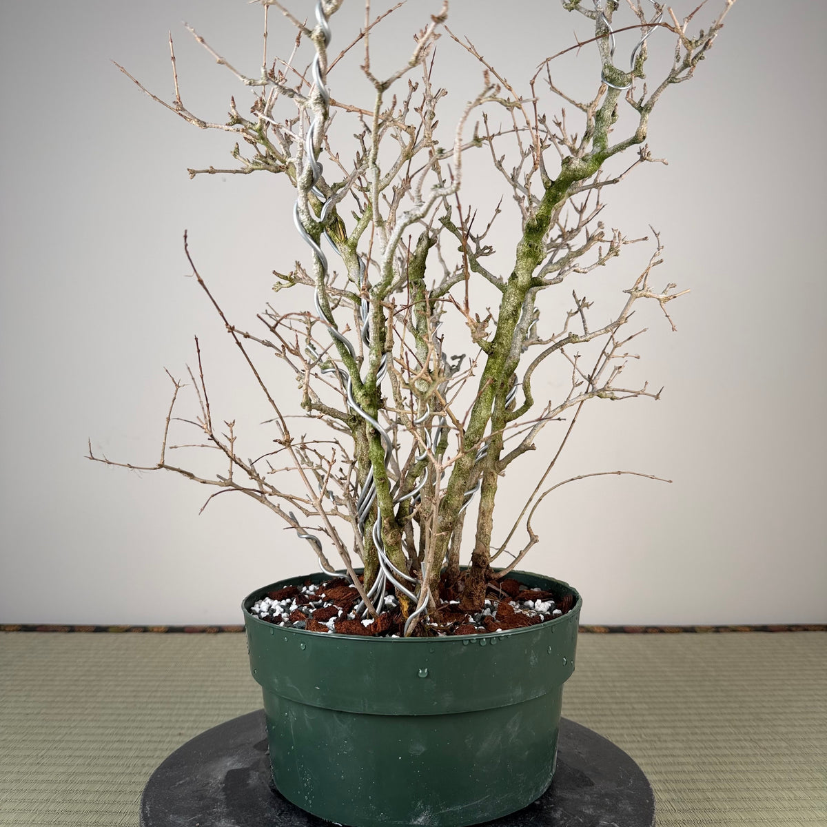 Punica granatum