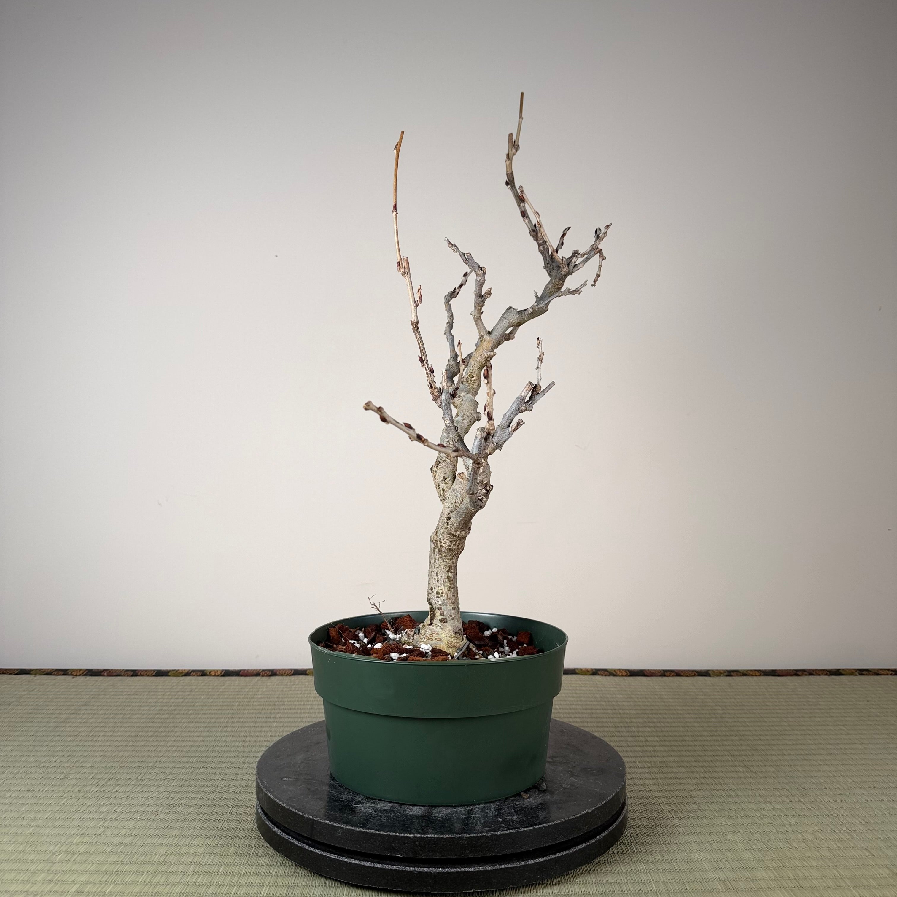 Wisteria floribunda (white)