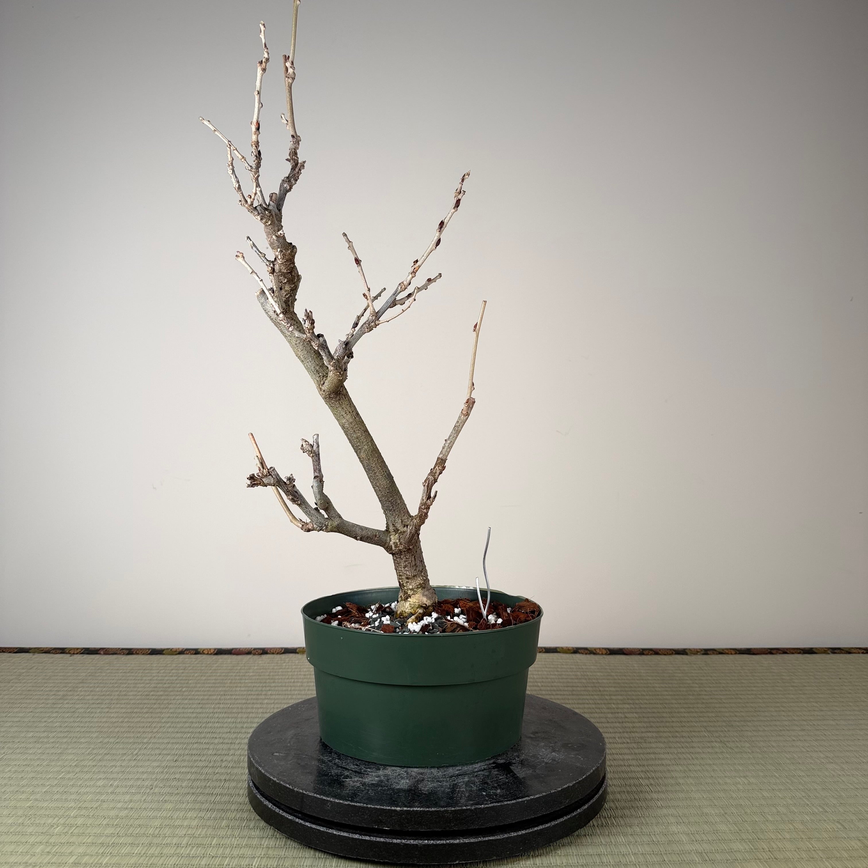 Wisteria floribunda (white)