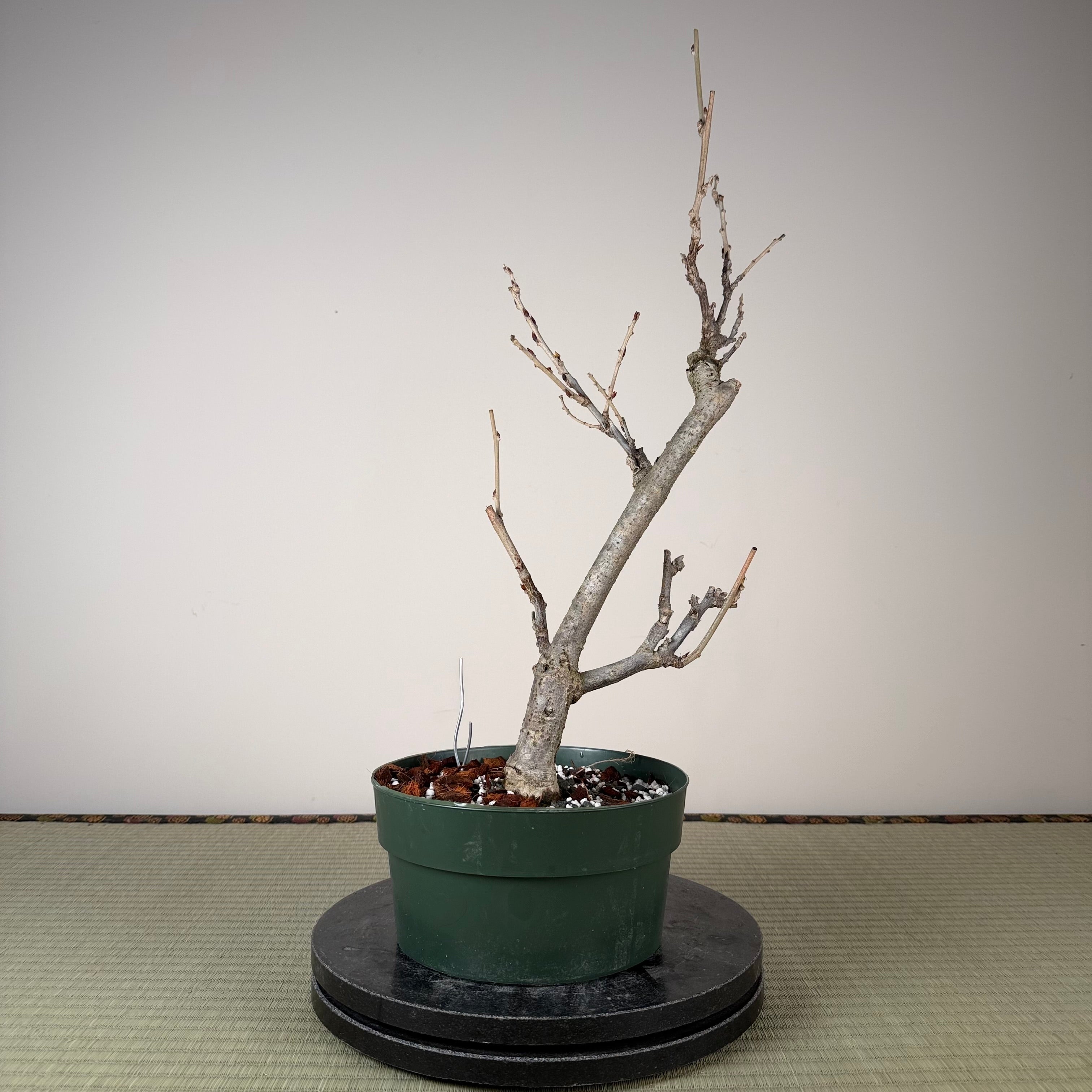 Wisteria floribunda (white)