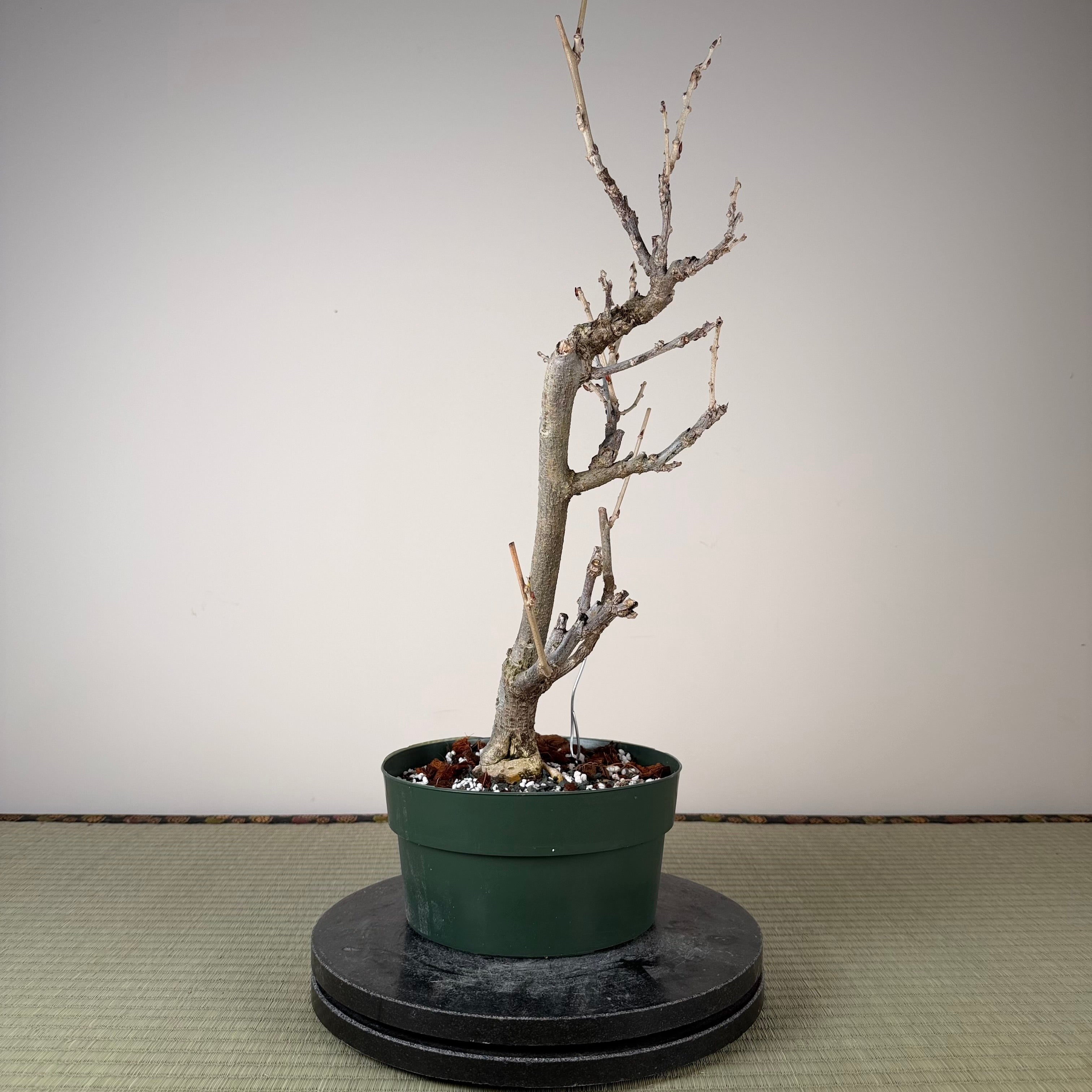 Wisteria floribunda (white)