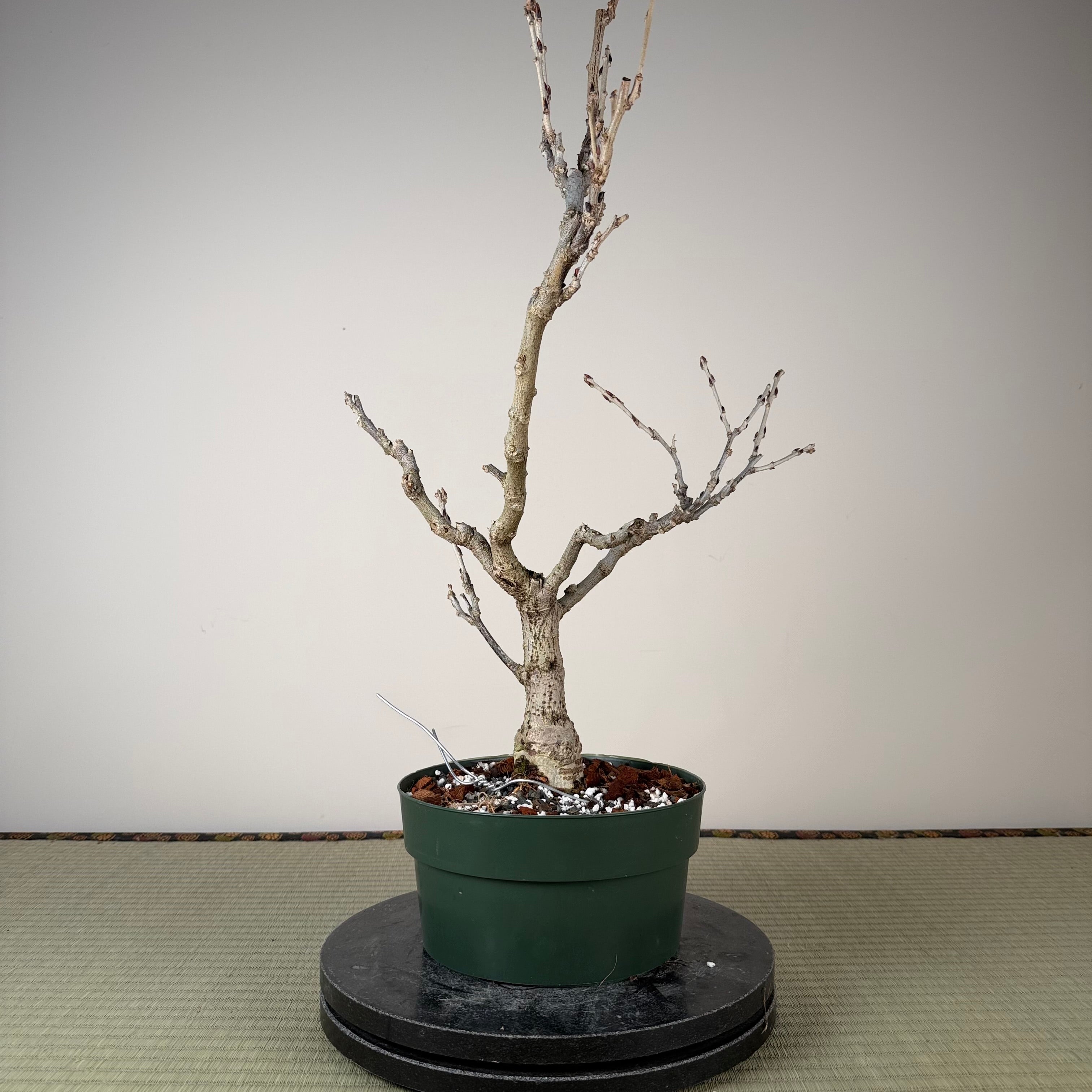 Wisteria floribunda (white)