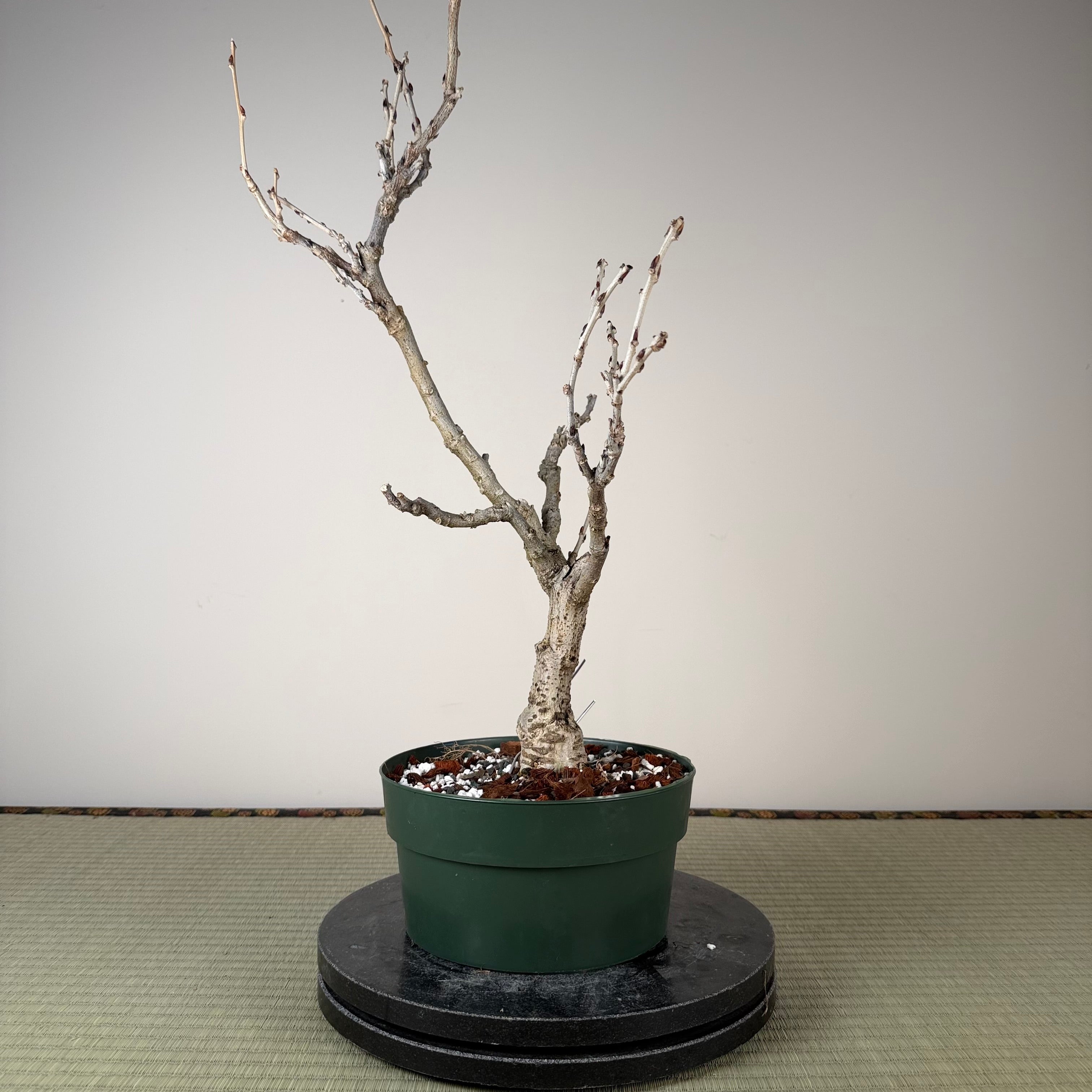 Wisteria floribunda (white)