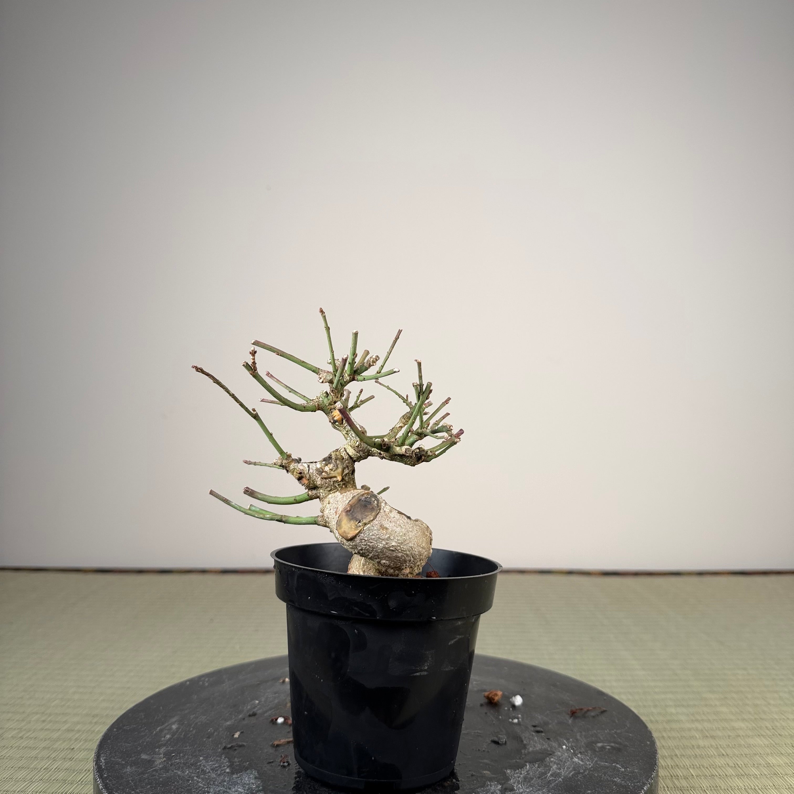 Euonymus