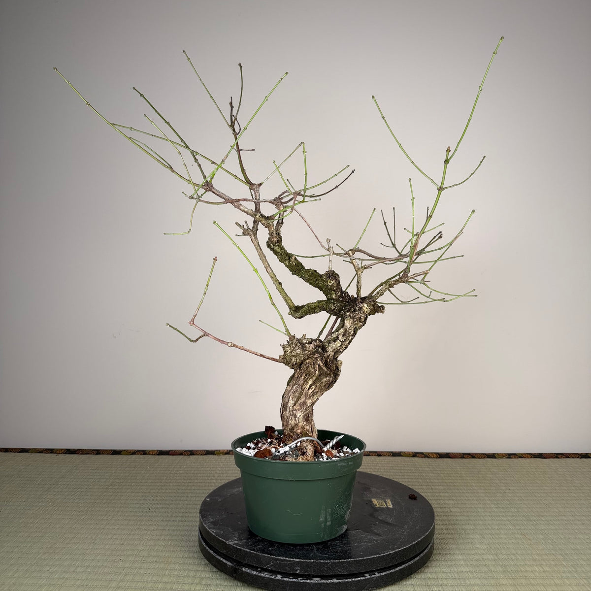 Fusain (variété à écorce rugueuse)