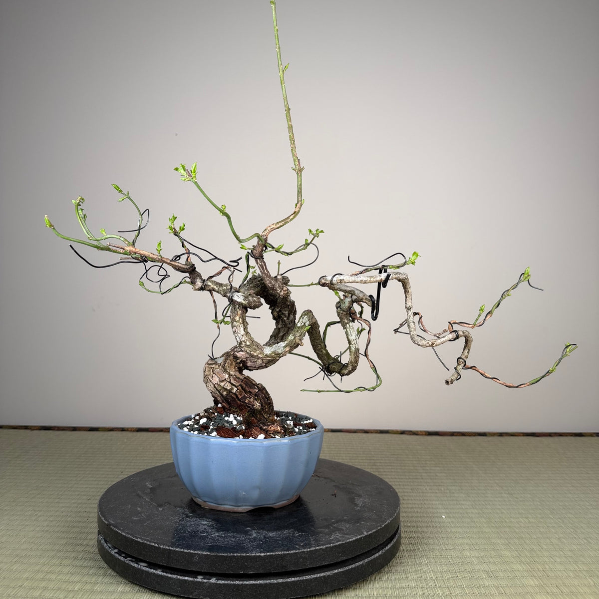 Euonymus