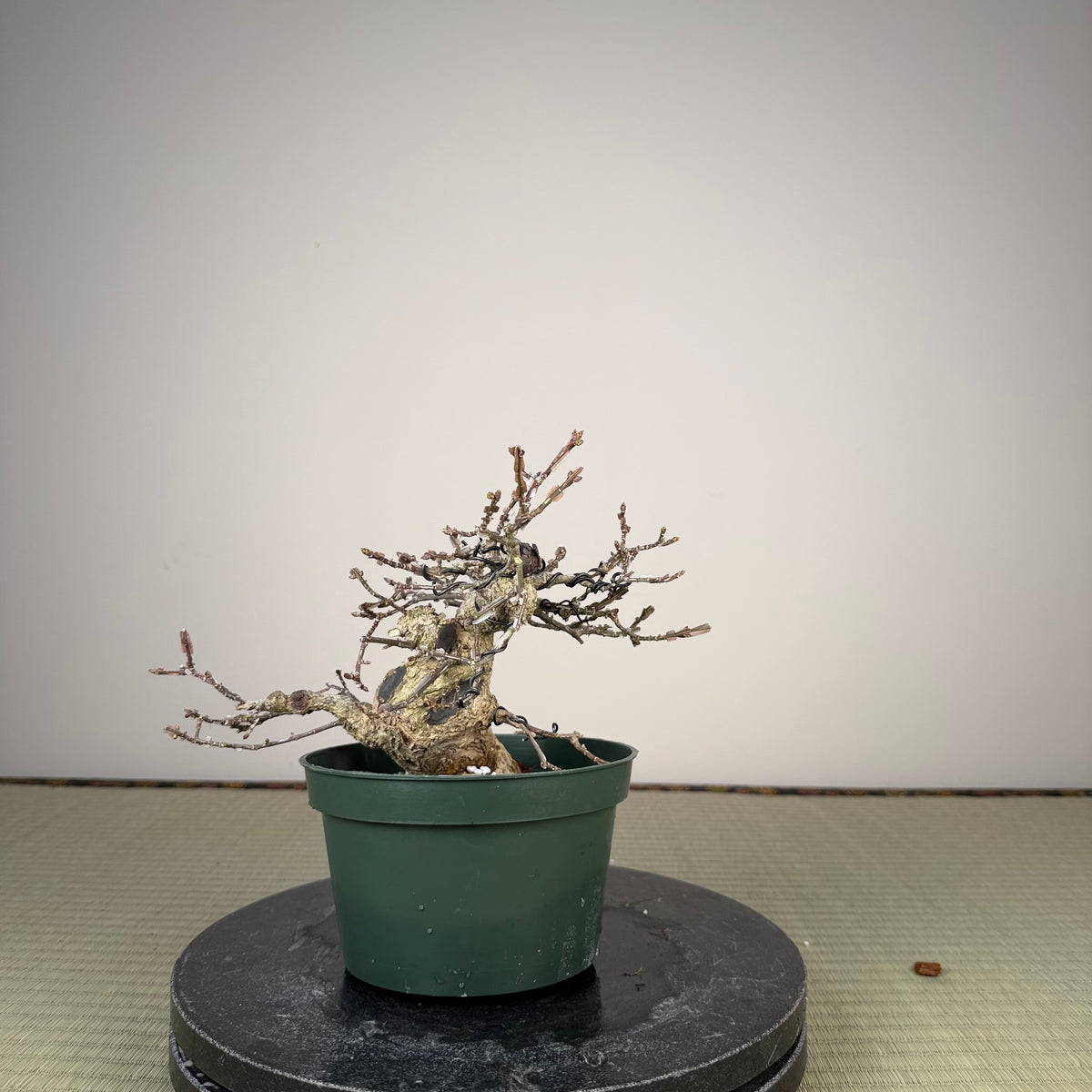 Euonymus