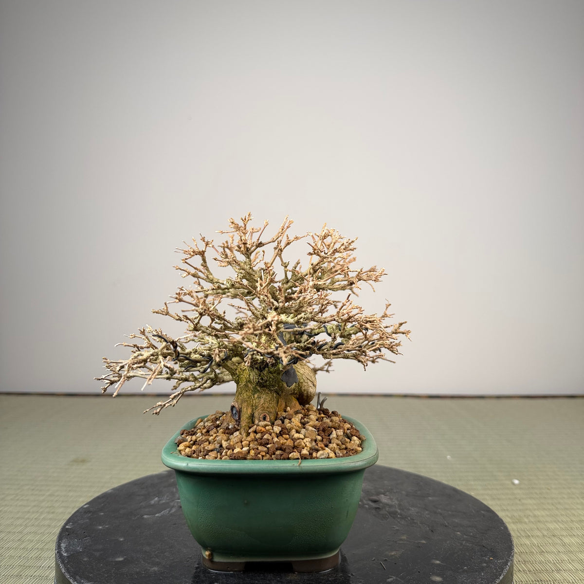Premna japonica