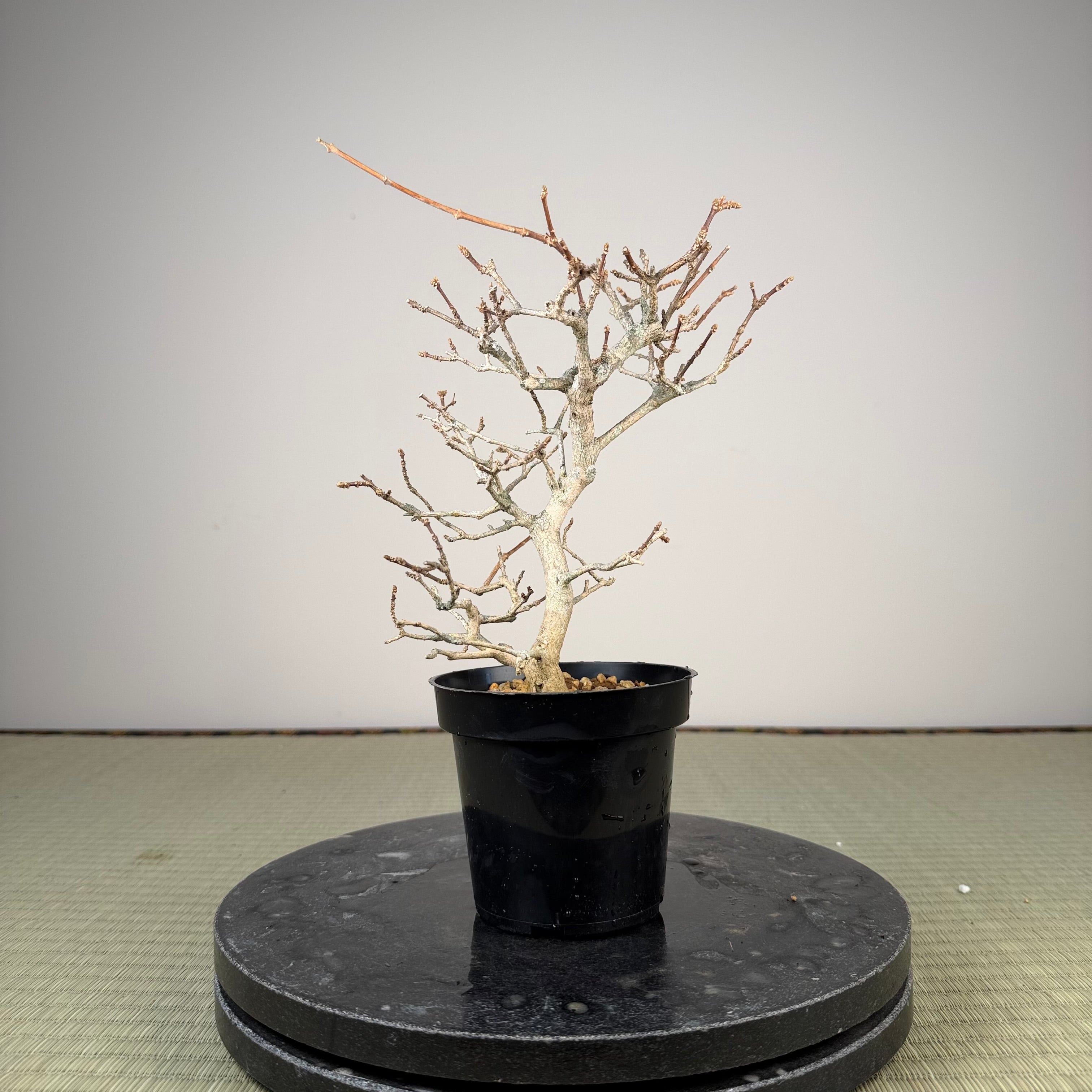 Premna japonica